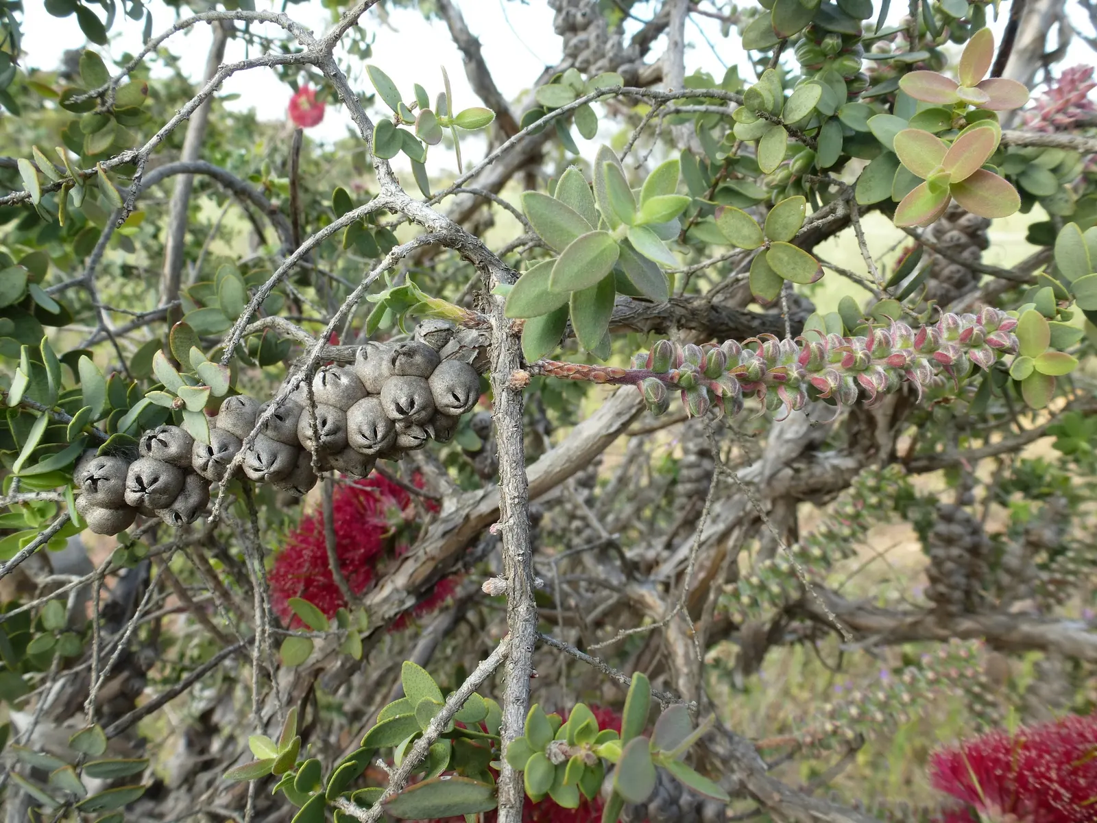Melaleuca (Melaleuca elliptica) — famed for its striking red