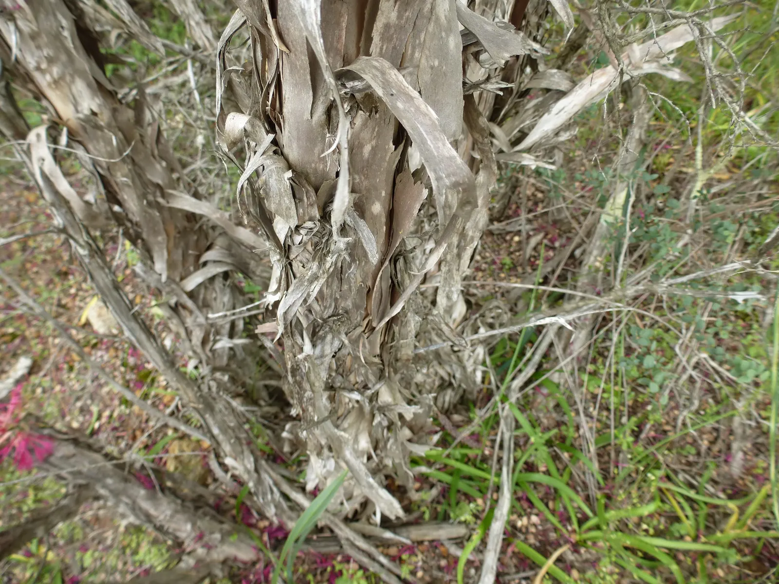 Melaleuca (Melaleuca elliptica) — is an ornate shrub native to Australia