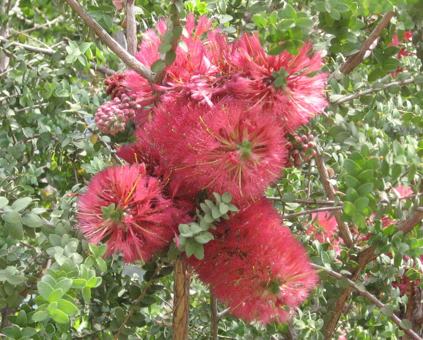 Melaleuca (Melaleuca elliptica) — is a versatile and visually appealing shrub native to the granite outcrops of Western Australia