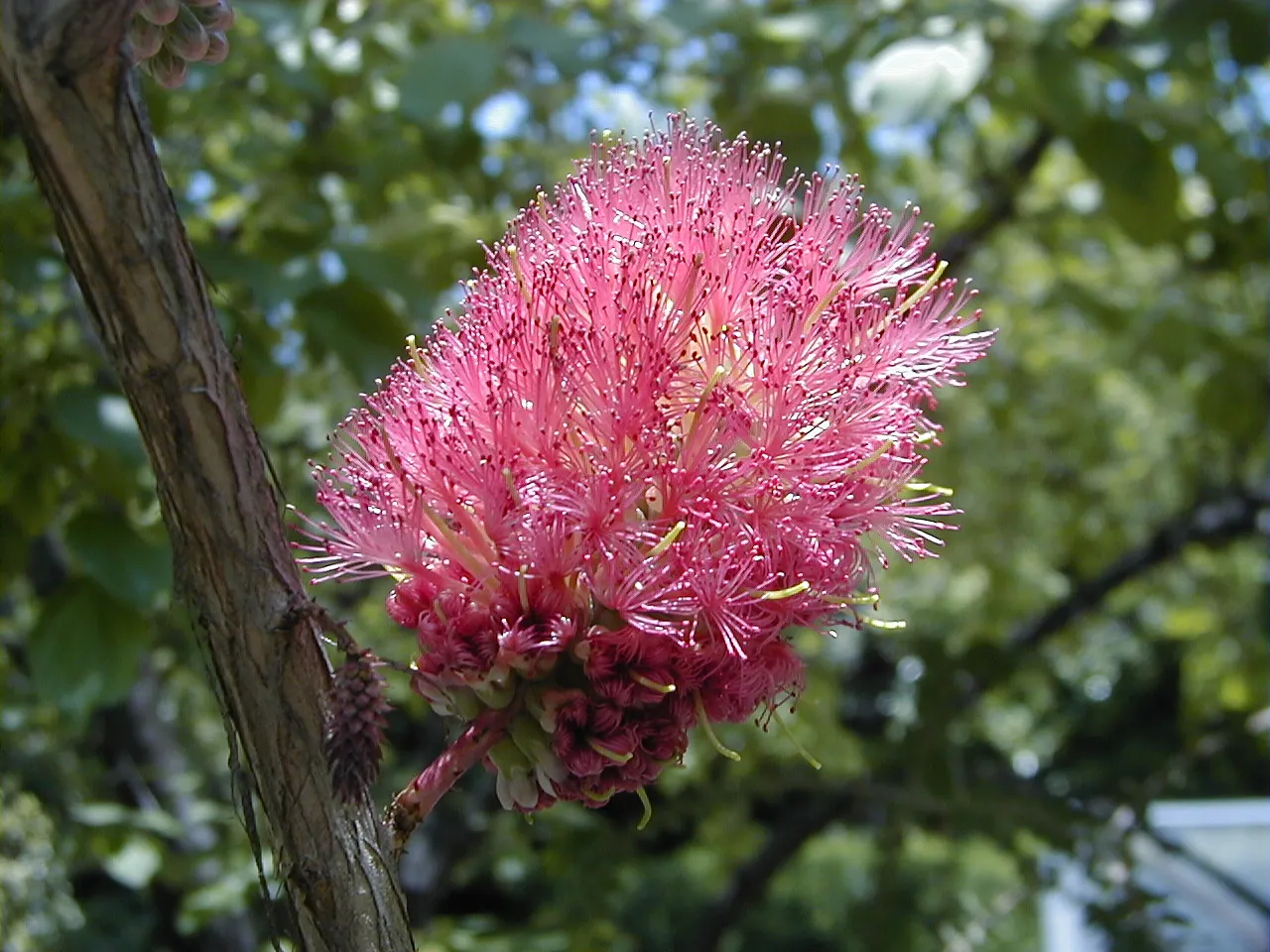 Melaleuca (Melaleuca elliptica) — This resilient plant typically attains a height of approximately 6 to 10 feet with a spread of 5 to 8 feet