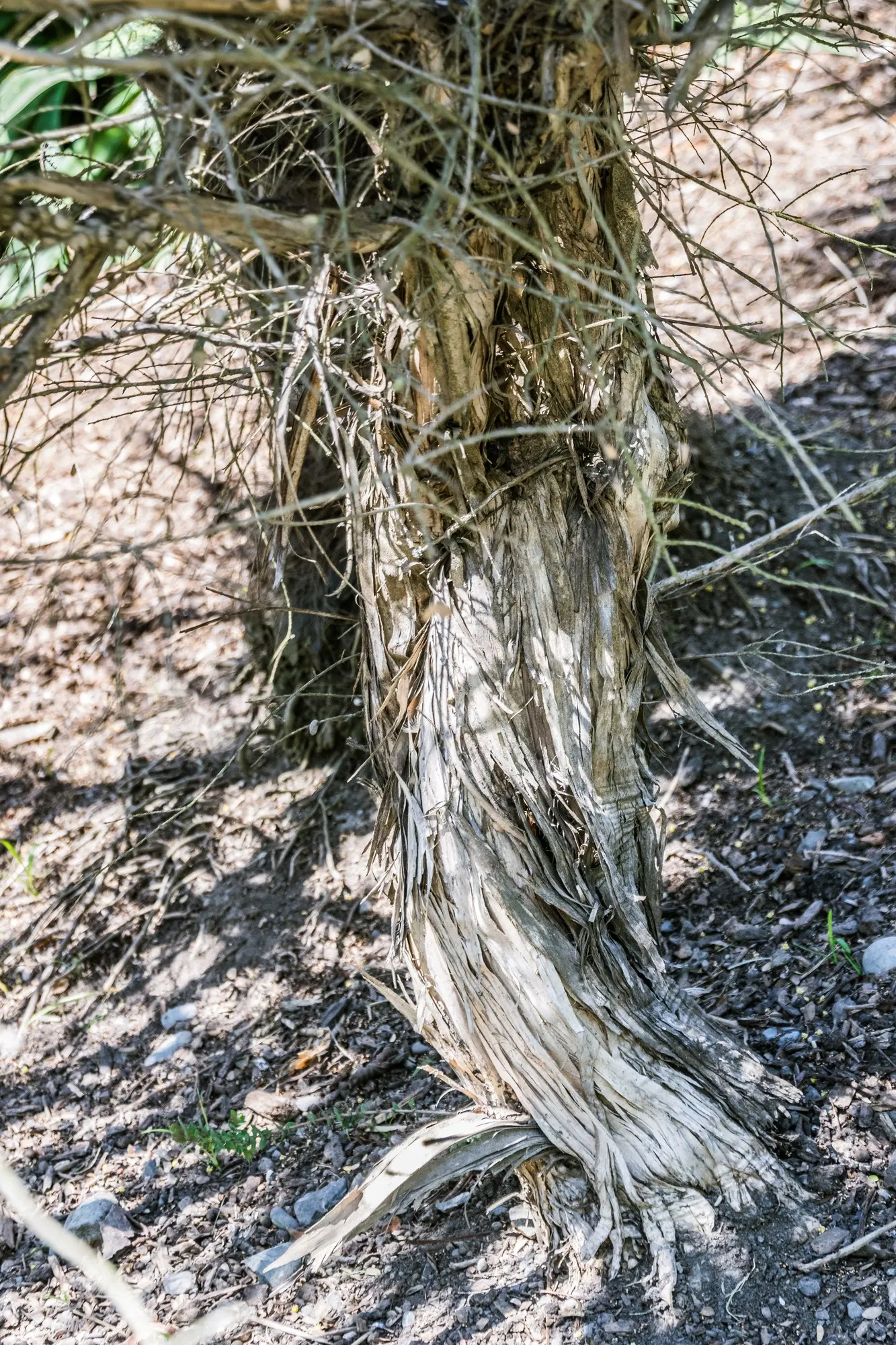 Melaleuca (Melaleuca elliptica) — elliptical leaves that are gray-green in color