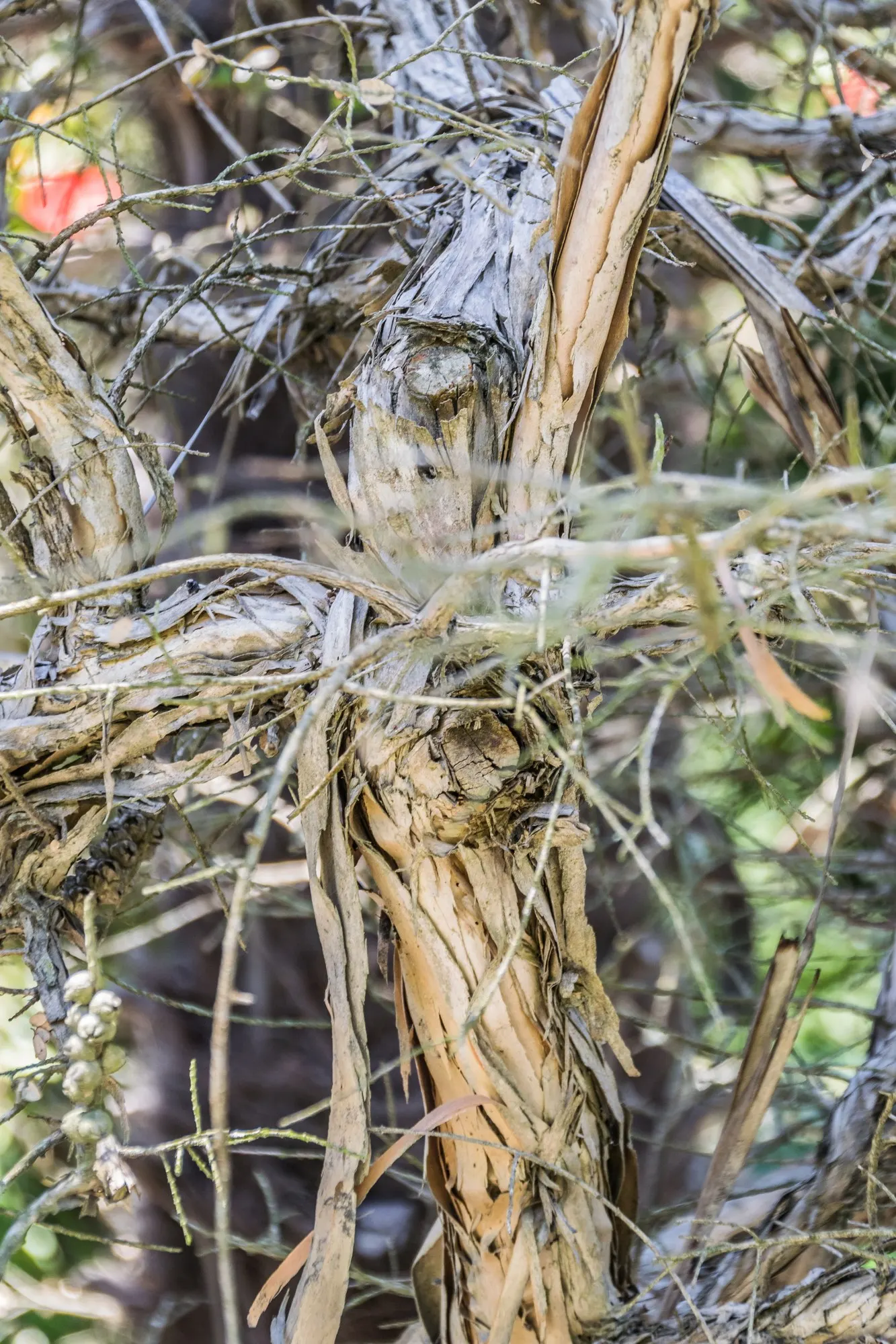 Melaleuca (Melaleuca elliptica) — the Melaleuca elliptica prefers well-drained soils and full sun exposure