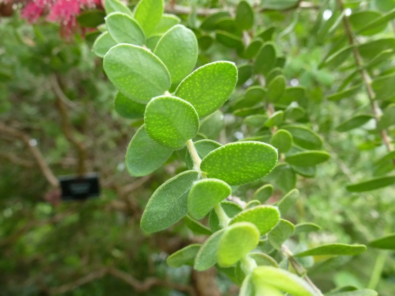 Melaleuca (Melaleuca elliptica) — It is also known for its exceptional resistance to pests and diseases