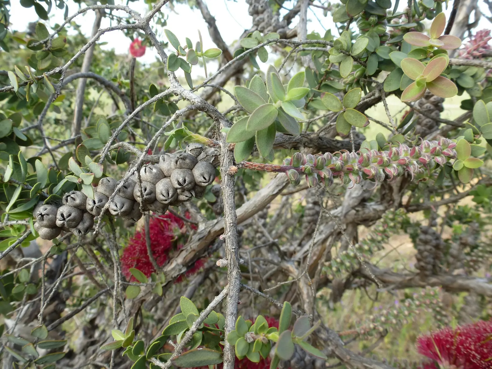 Melaleuca (Melaleuca elliptica) — though it can tolerate partial shade