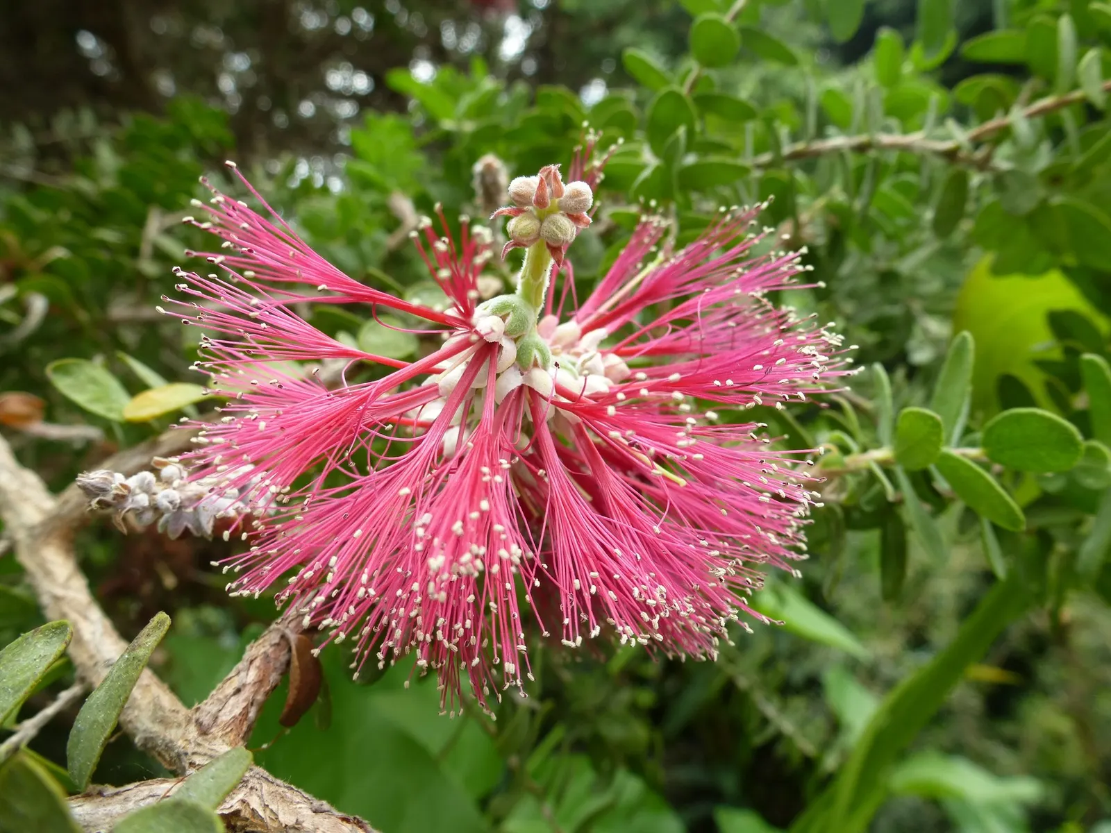 Melaleuca (Melaleuca elliptica) — These distinctive flowers are not only a visual delight but also attract a variety of pollinators