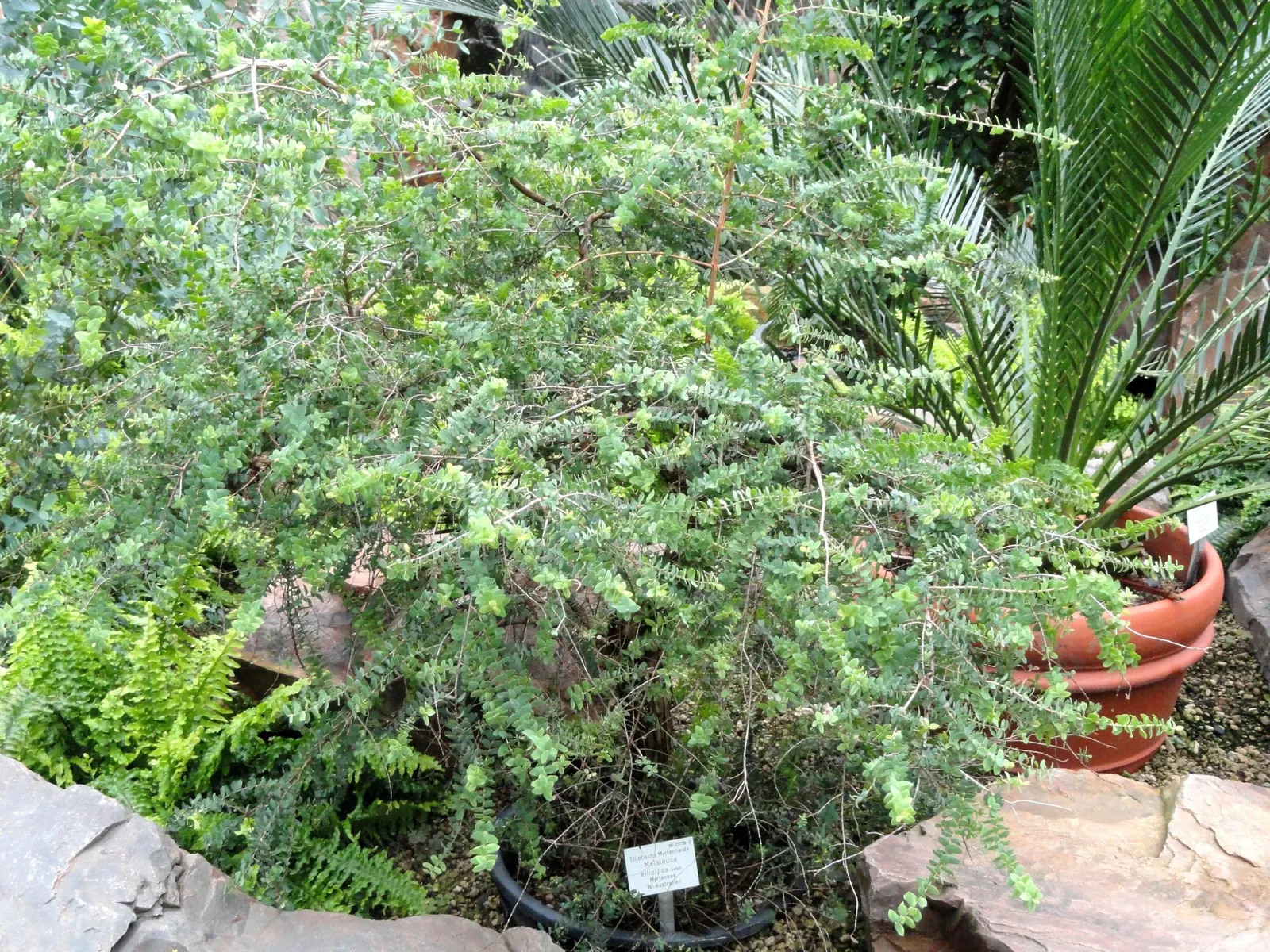 Melaleuca (Melaleuca elliptica) — This plant is drought-tolerant once established and can withstand poor soil conditions