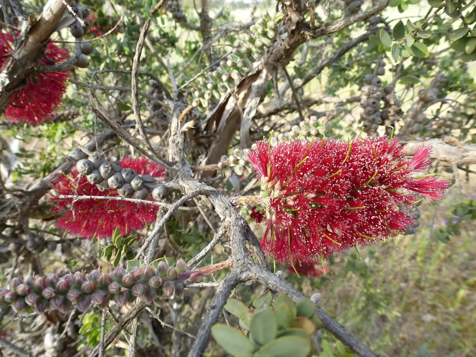 Melaleuca (Melaleuca elliptica) — ensuring longevity in a range of garden settings