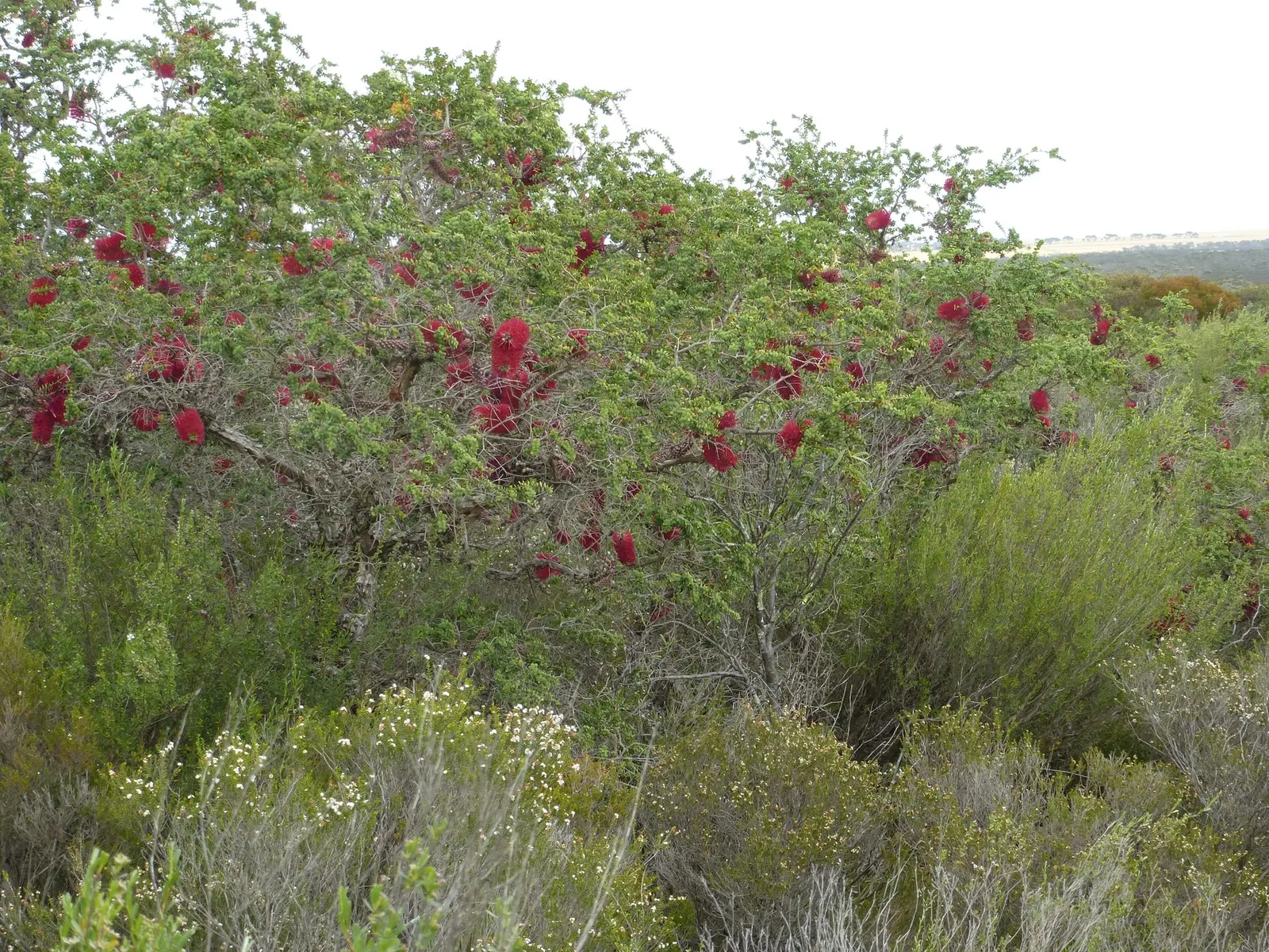 Melaleuca (Melaleuca elliptica) — Whether used as a specimen plant