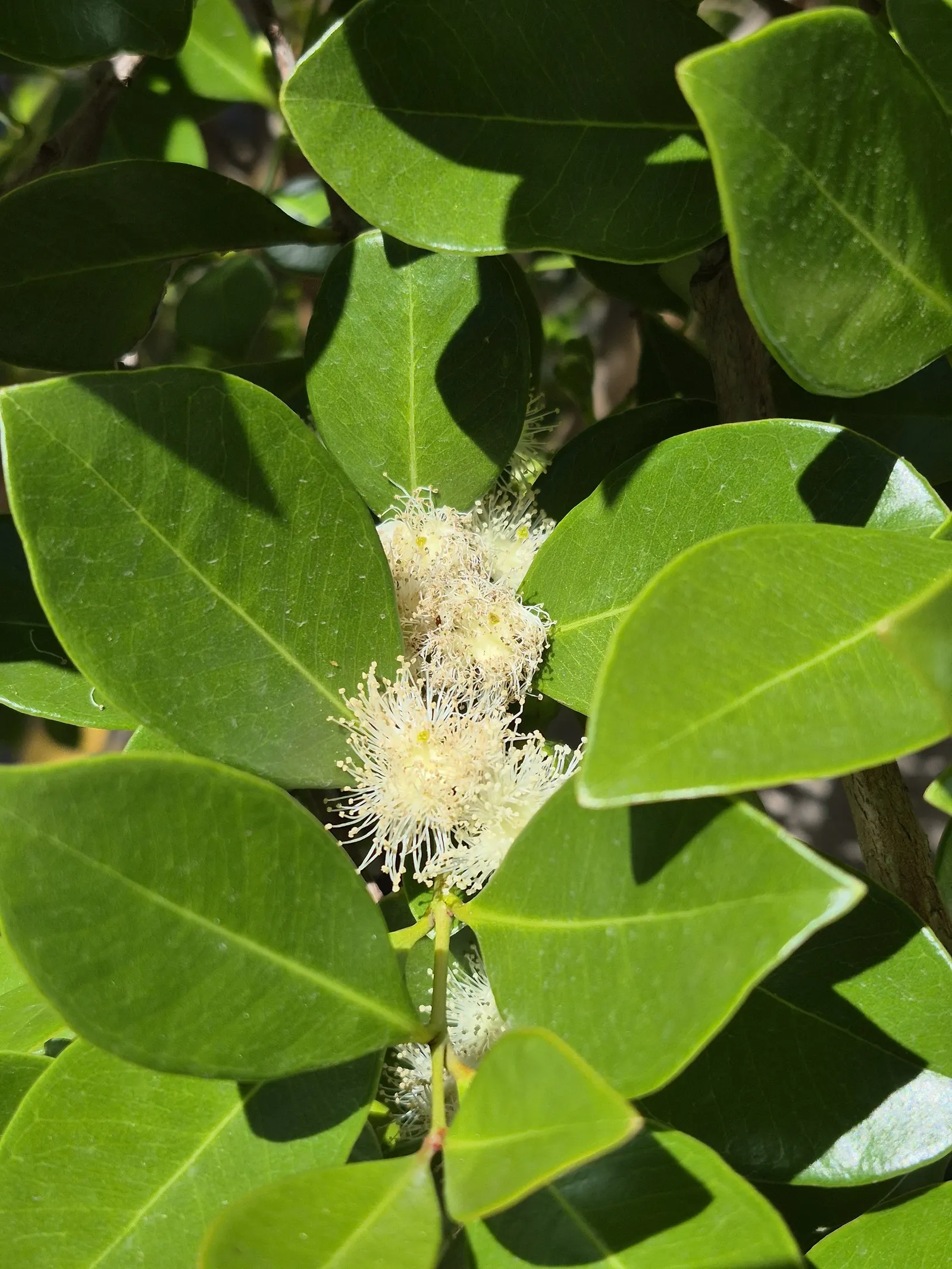 Strawberry Guava (Psidium Cattleianum) — Prefers well-drained soil and full sun to partial shade; red flowers in the garden, image 58