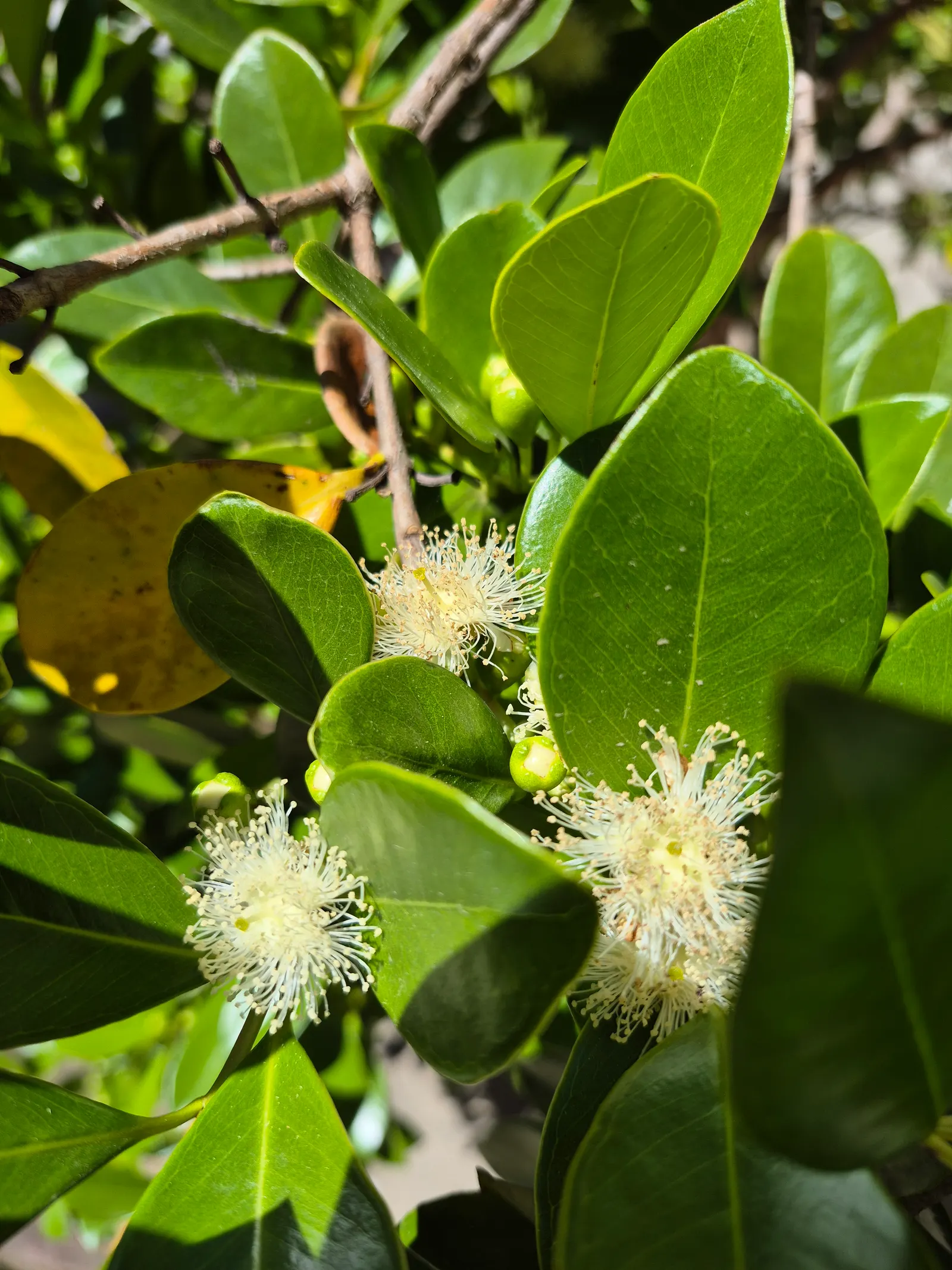 Strawberry Guava (Psidium Cattleianum) — although it is drought-tolerant once established