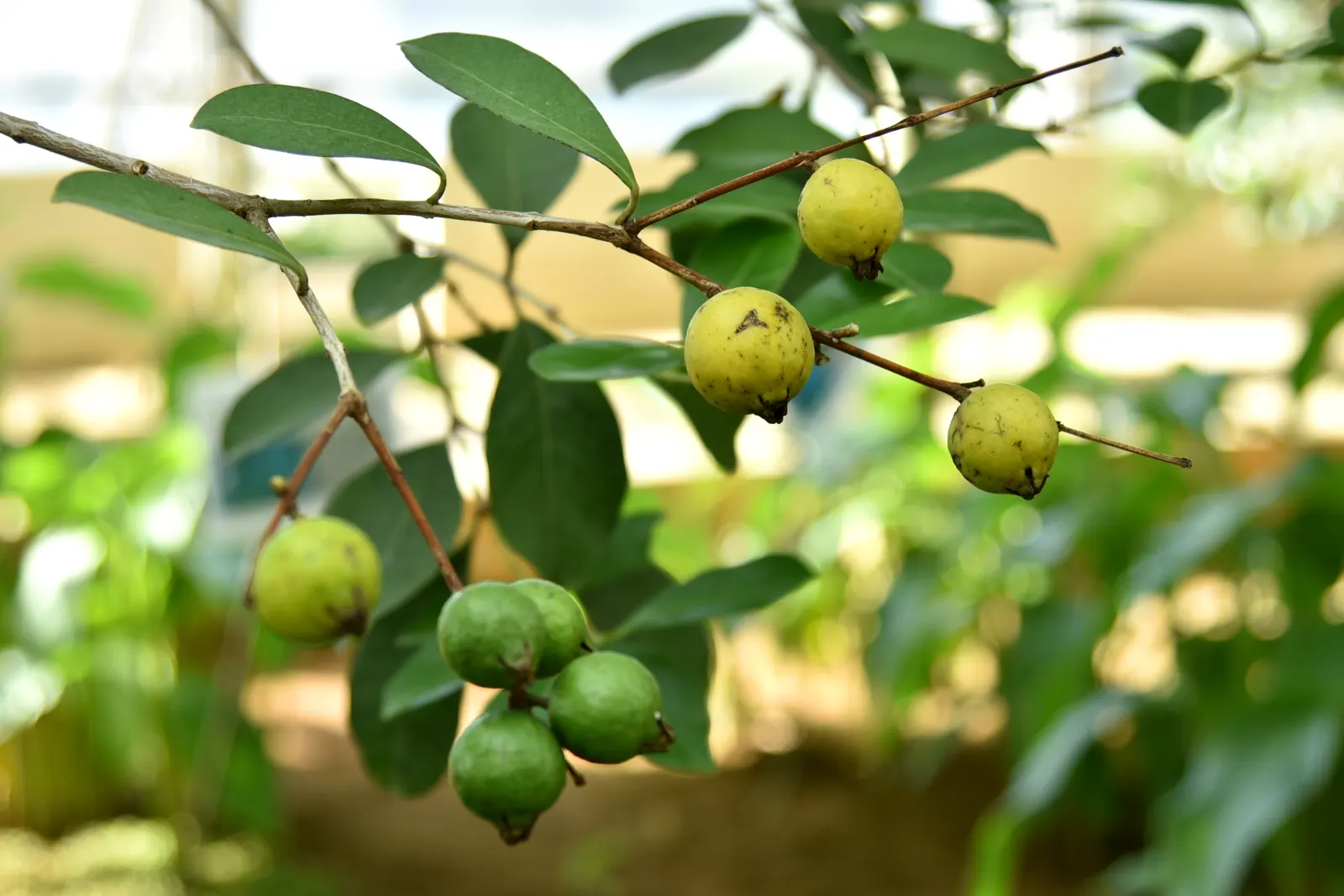 Strawberry Guava (Psidium Cattleianum) — Prefers well-drained soil and full sun to partial shade; red flowers in the garden, image 85