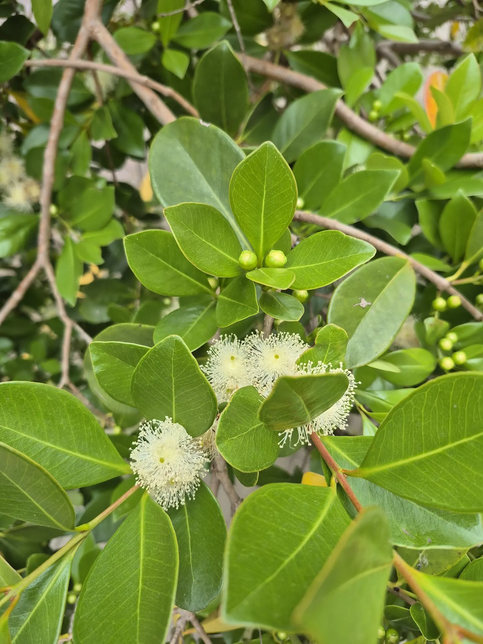 Strawberry Guava (Psidium Cattleianum) — Note: can become invasive in tropical regions, image 86