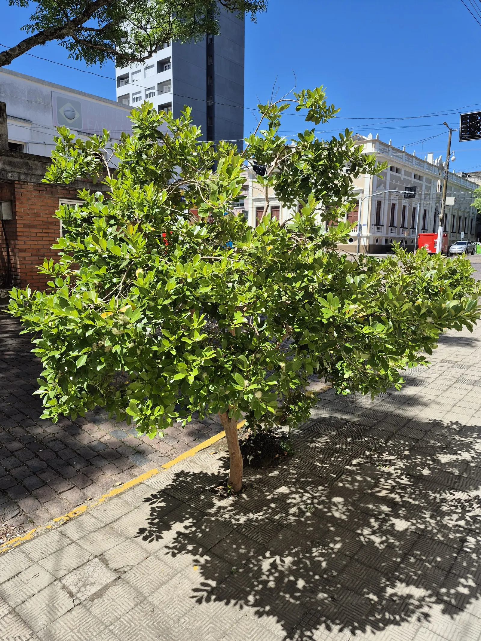 Strawberry Guava (Psidium Cattleianum) — glossy leaves are a deep green with a leathery texture