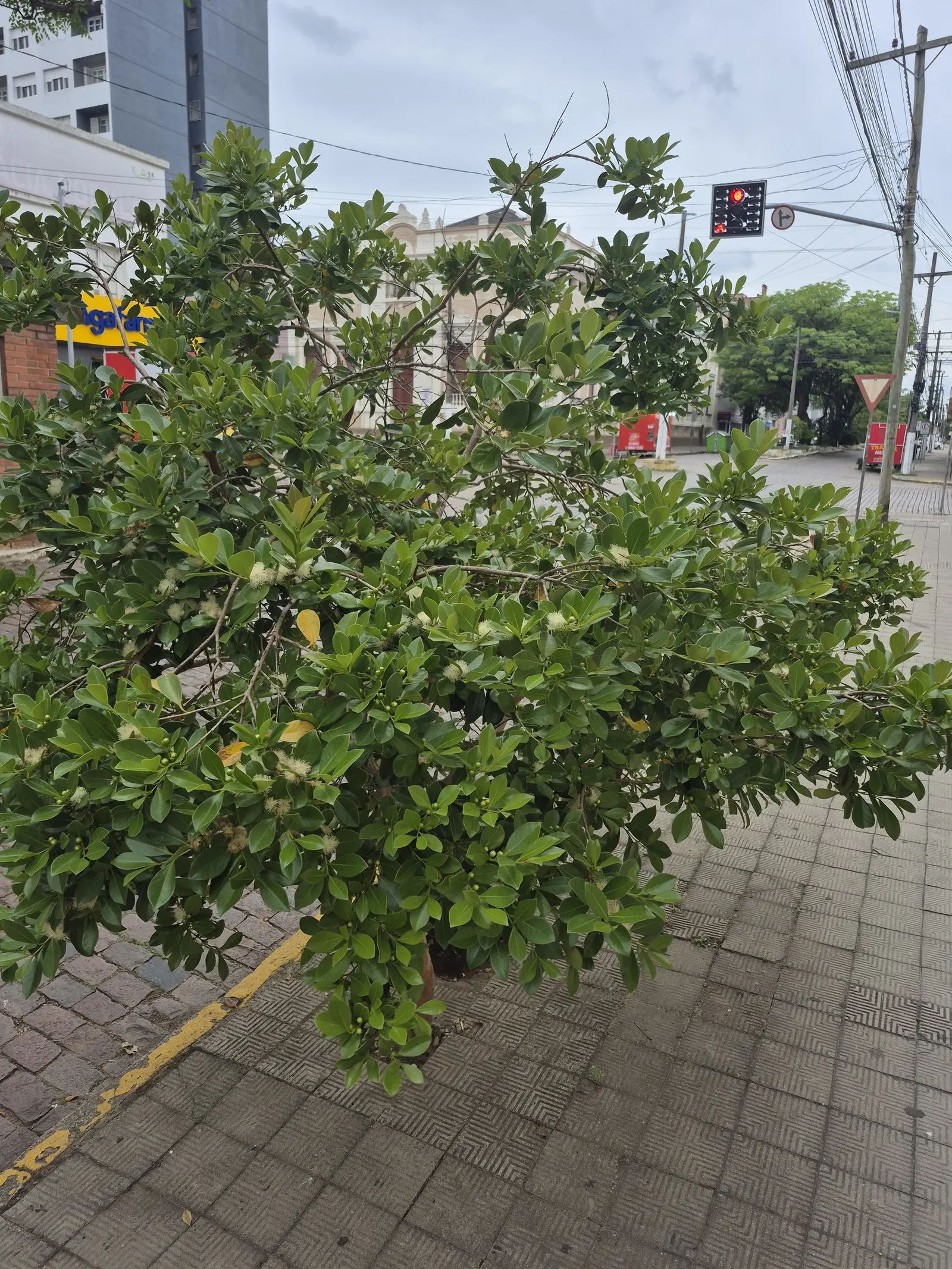 Strawberry Guava (Psidium Cattleianum) — Prefers well-drained soil and full sun to partial shade; red flowers in the garden