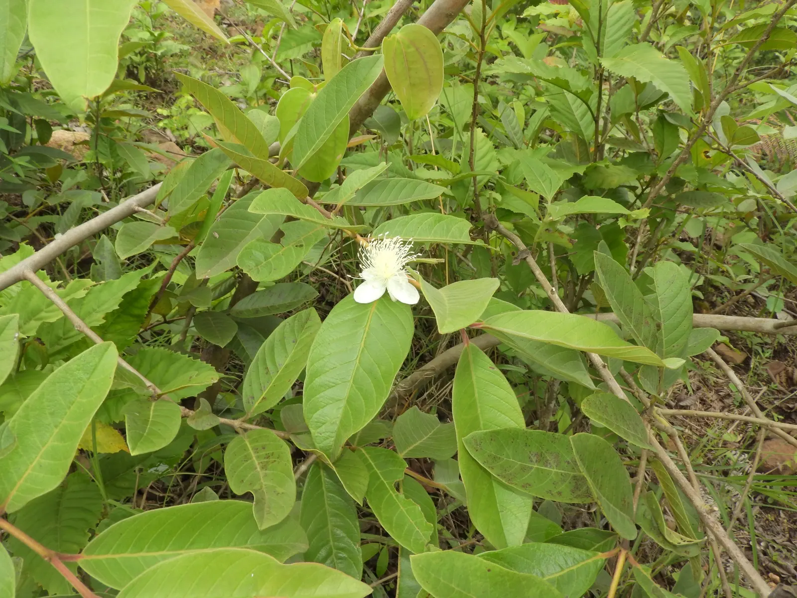 Strawberry Guava (Psidium Cattleianum) — Strawberry Guava thrives in well-drained soil with regular watering