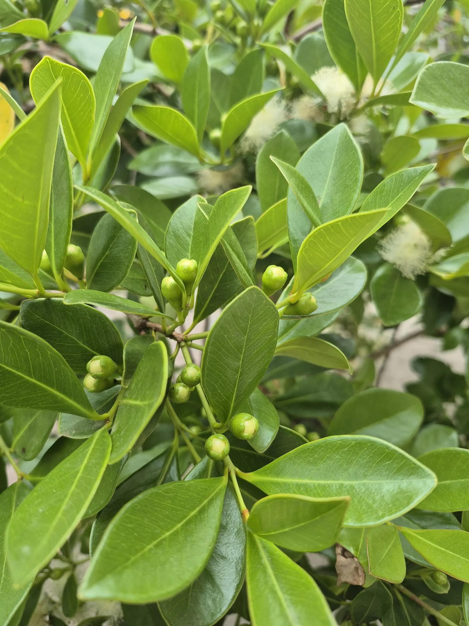Strawberry Guava (Psidium Cattleianum) — It is cold-hardy down to about 22&deg;F; cherished for both its ornamental appeal and sweet