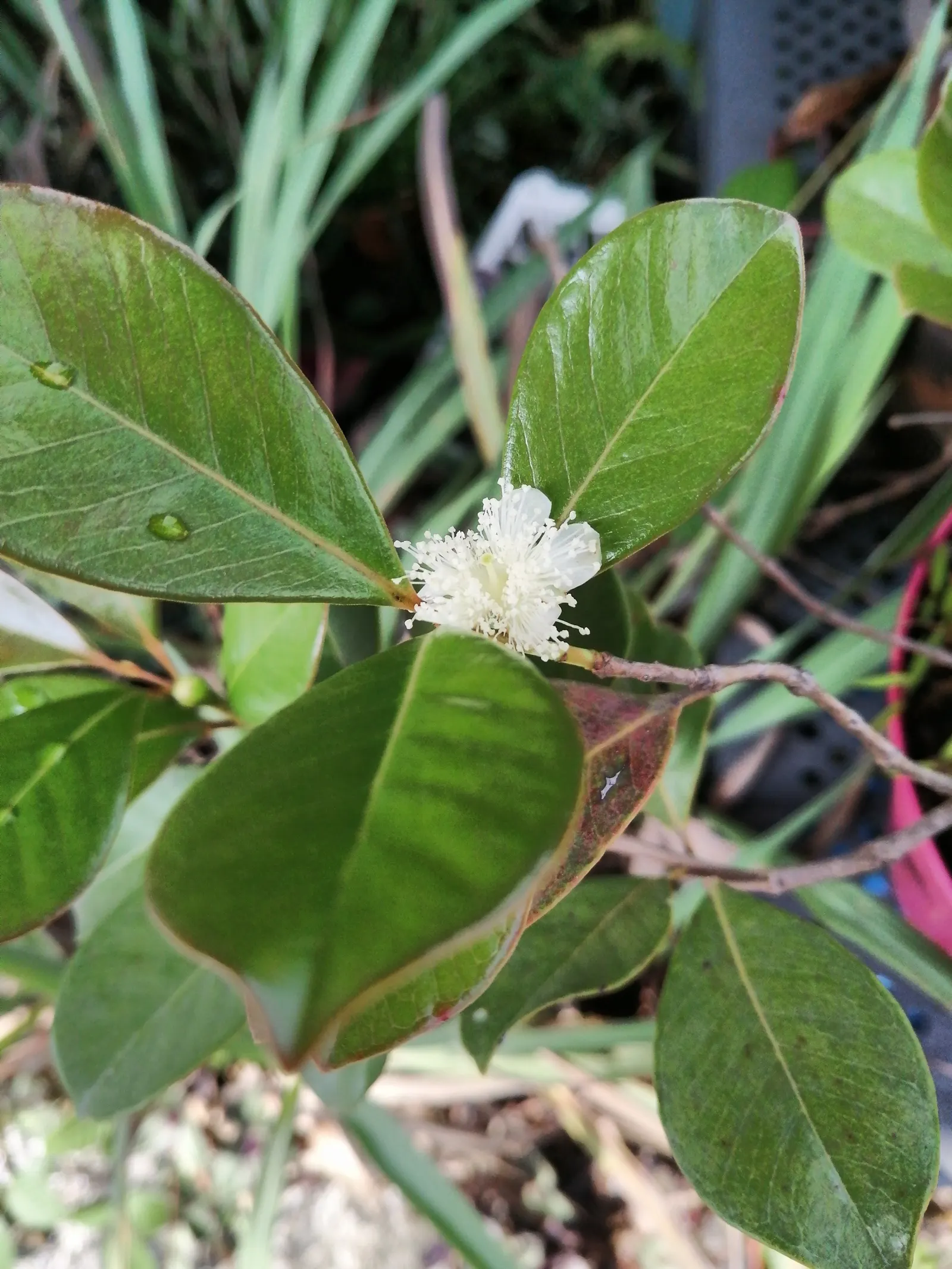 Strawberry Guava (Psidium Cattleianum) — scientifically known as Psidium cattleianum