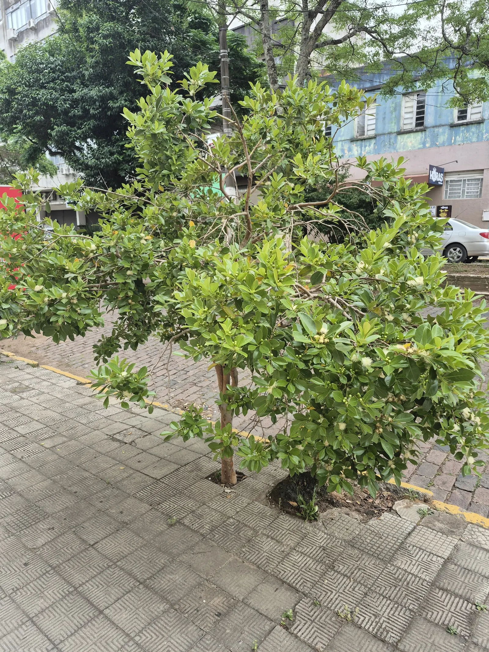 Strawberry Guava (Psidium Cattleianum) — this versatile plant makes an excellent addition to a garden for its dense; although it is, image 92
