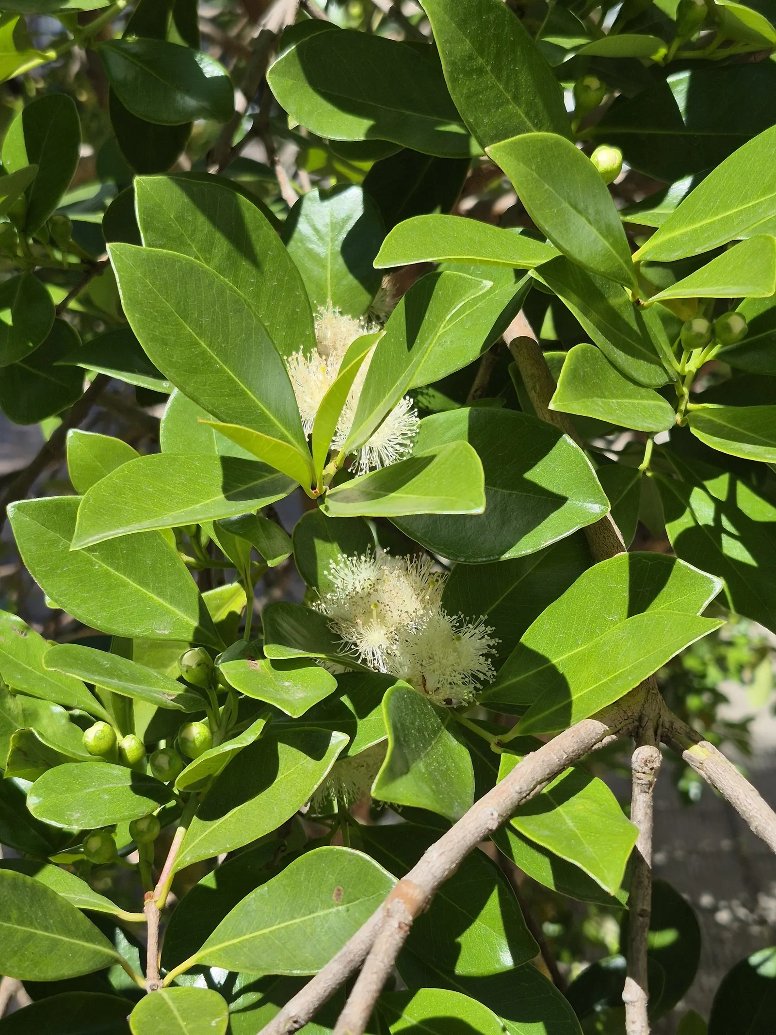 Strawberry Guava (Psidium Cattleianum) — shrub / tree with red blooms