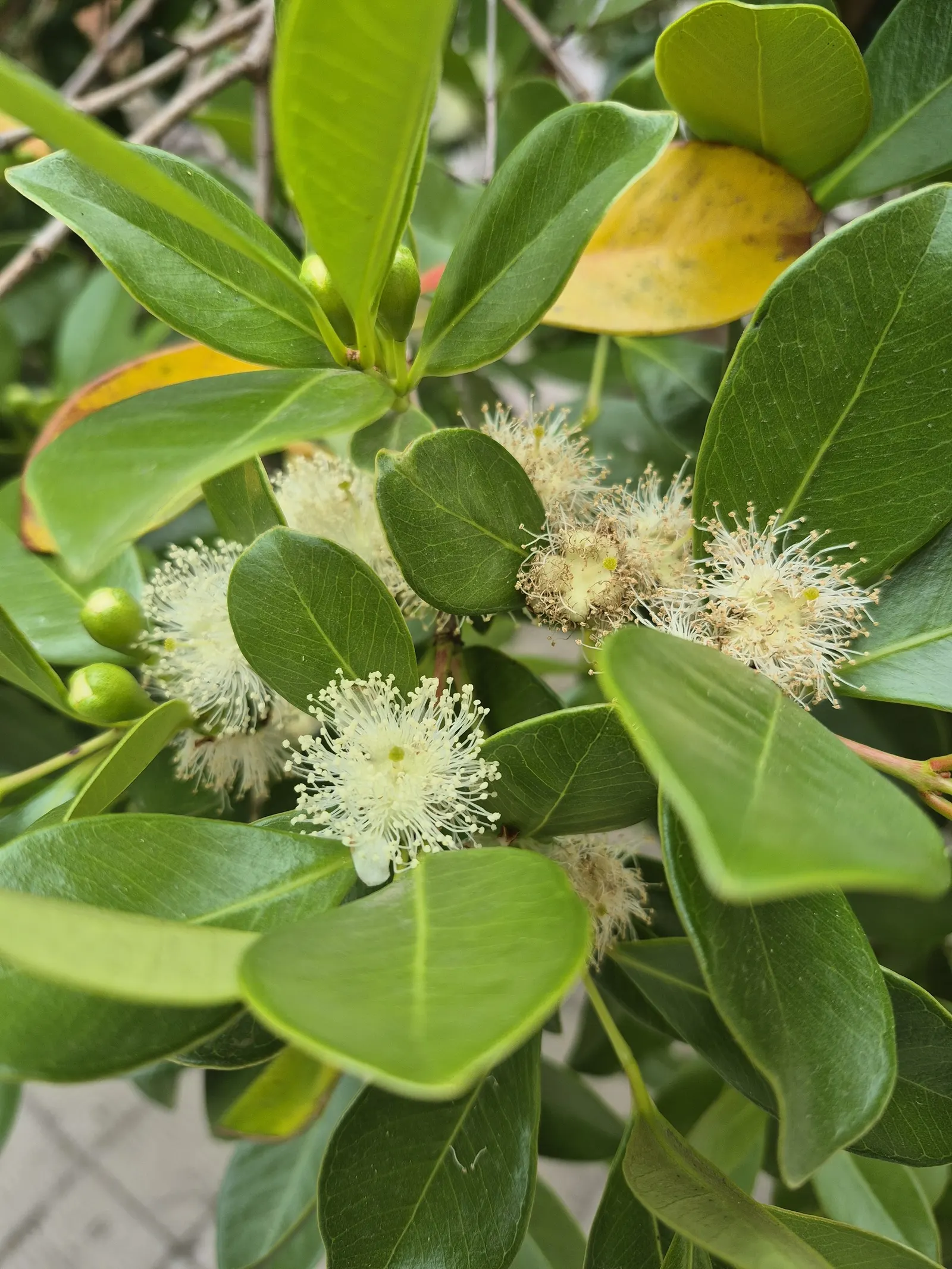 Strawberry Guava (Psidium Cattleianum) — red-purple skin that encases a sweet