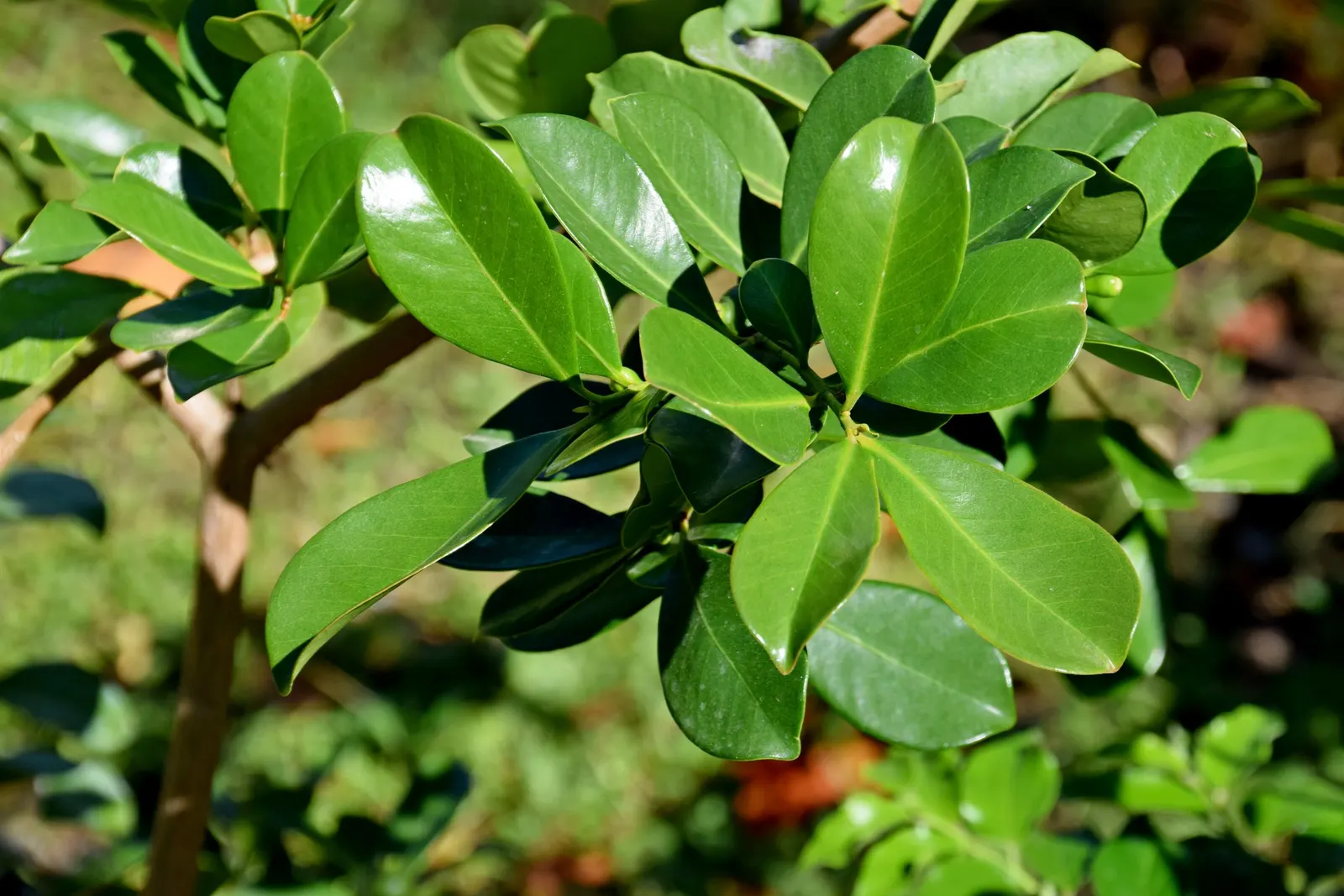 Strawberry Guava (Psidium Cattleianum) — The Strawberry Guava produces an abundance of delicate, white flowers each about 1 inch in diameter; it is cold-hardy