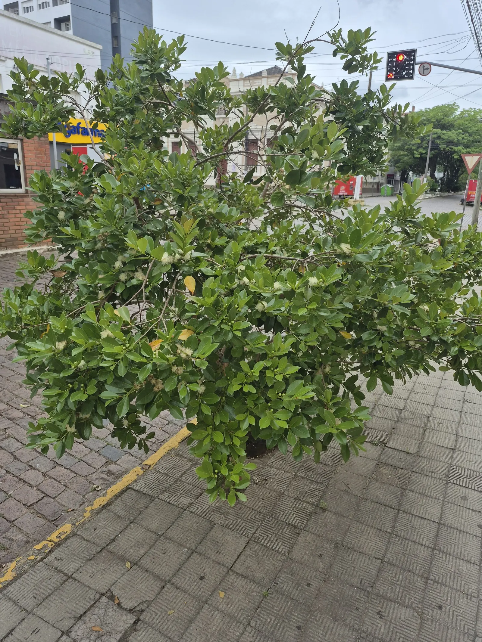 Strawberry Guava (Psidium Cattleianum) — Ripening typically occurs in late summer to fall; the Strawberry Guava produces an abundance of delicate, image 99
