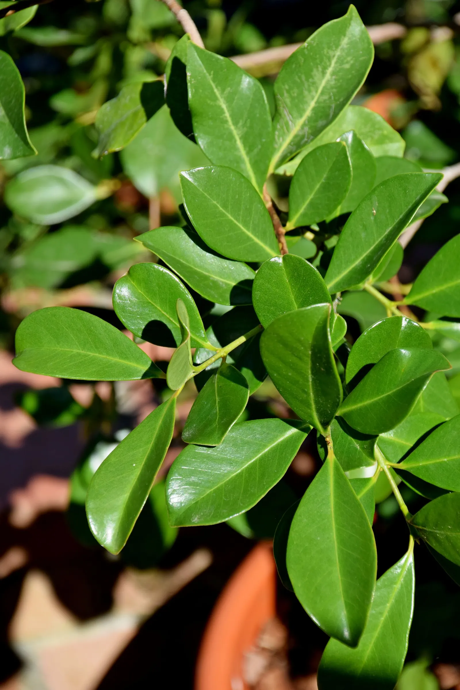 Strawberry Guava (Psidium Cattleianum) — Ideal for accent planting or hedges