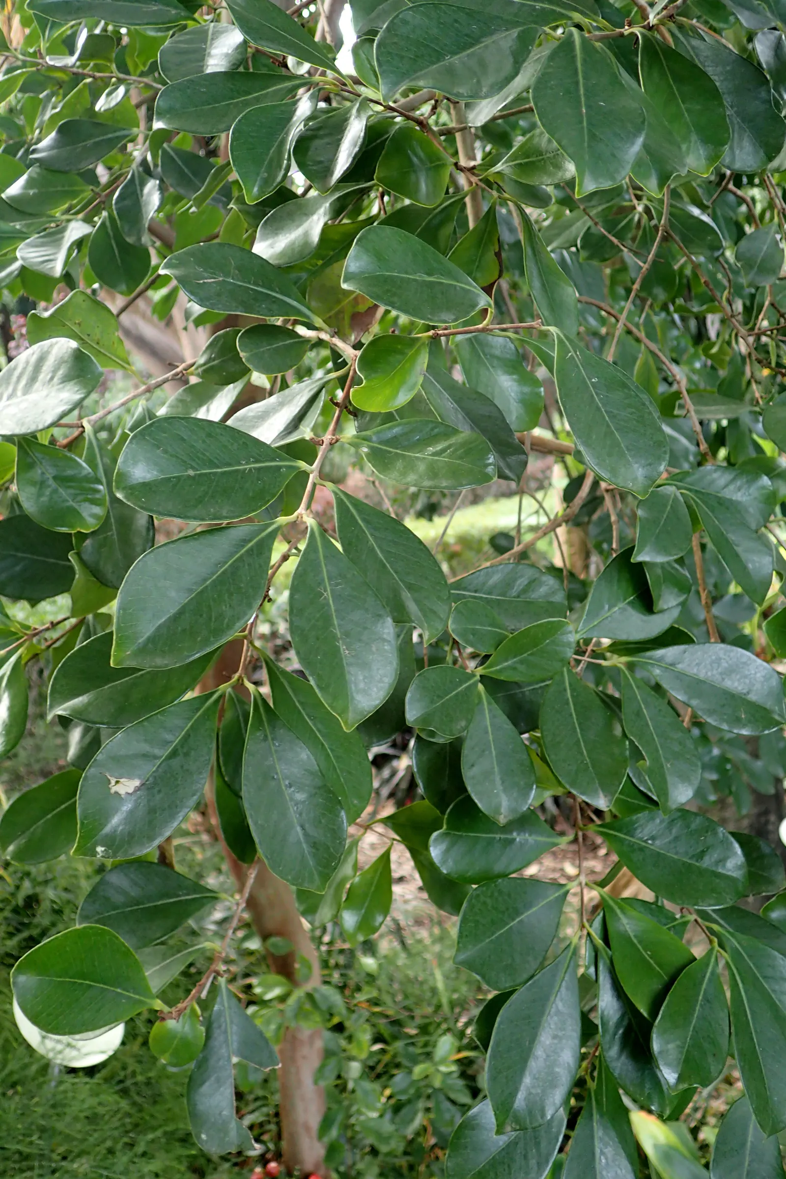 Strawberry Guava (Psidium Cattleianum) — Note: can become invasive in tropical regions, image 32