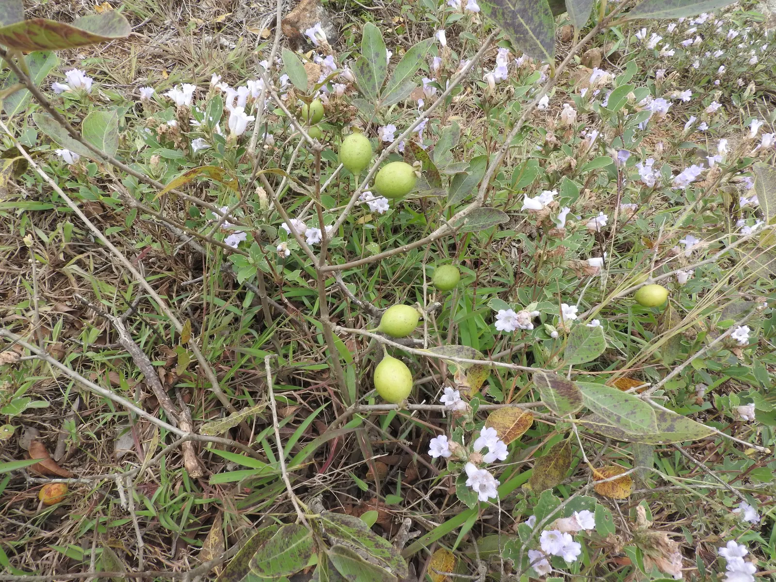 Strawberry Guava (Psidium Cattleianum) — glossy leaves are a deep green with a leathery texture; scientifically known as Psidium cattleianum, image 67