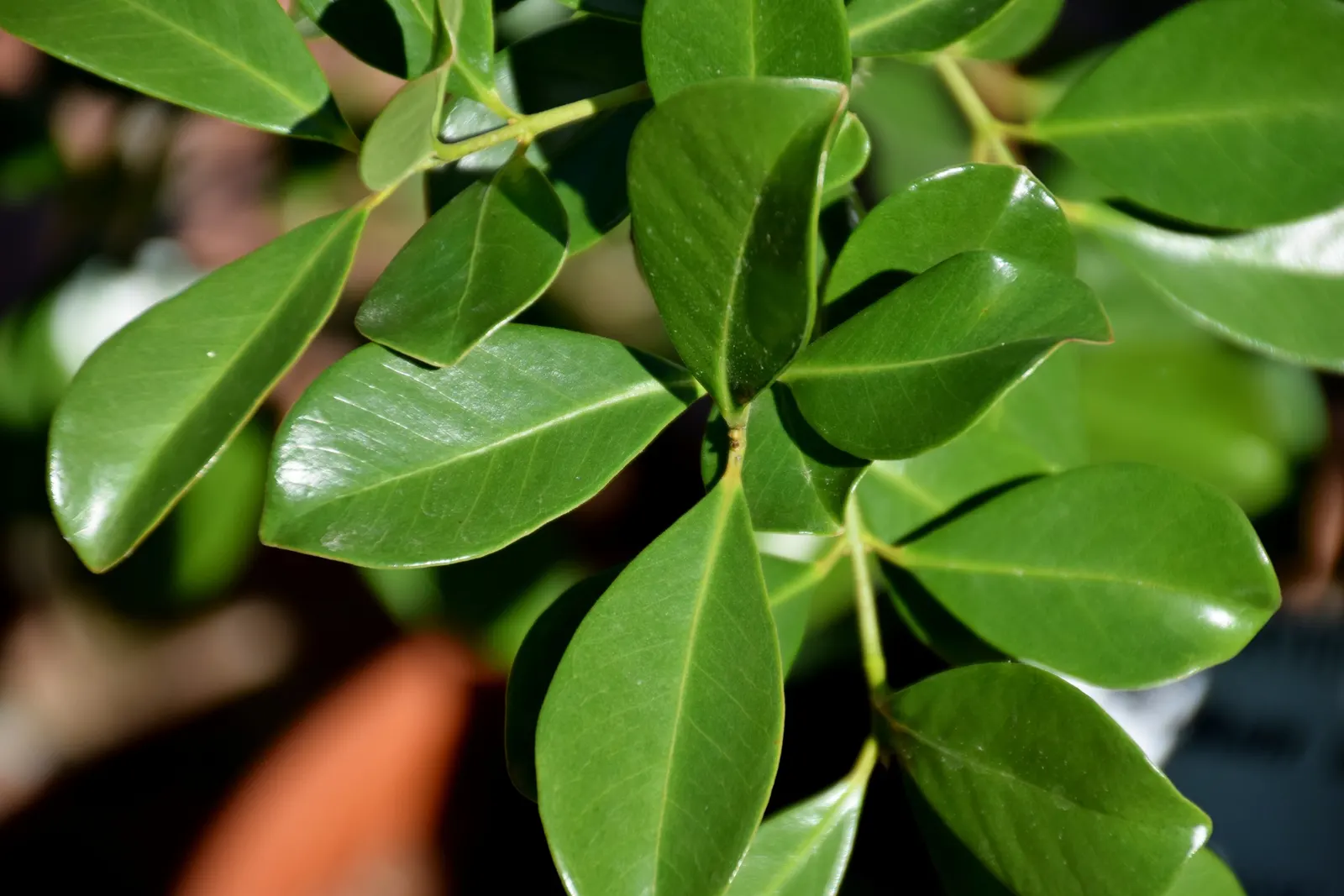 Strawberry Guava (Psidium Cattleianum) — Strawberry Guava thrives in well-drained soil with regular watering; so considerations should be made for protection