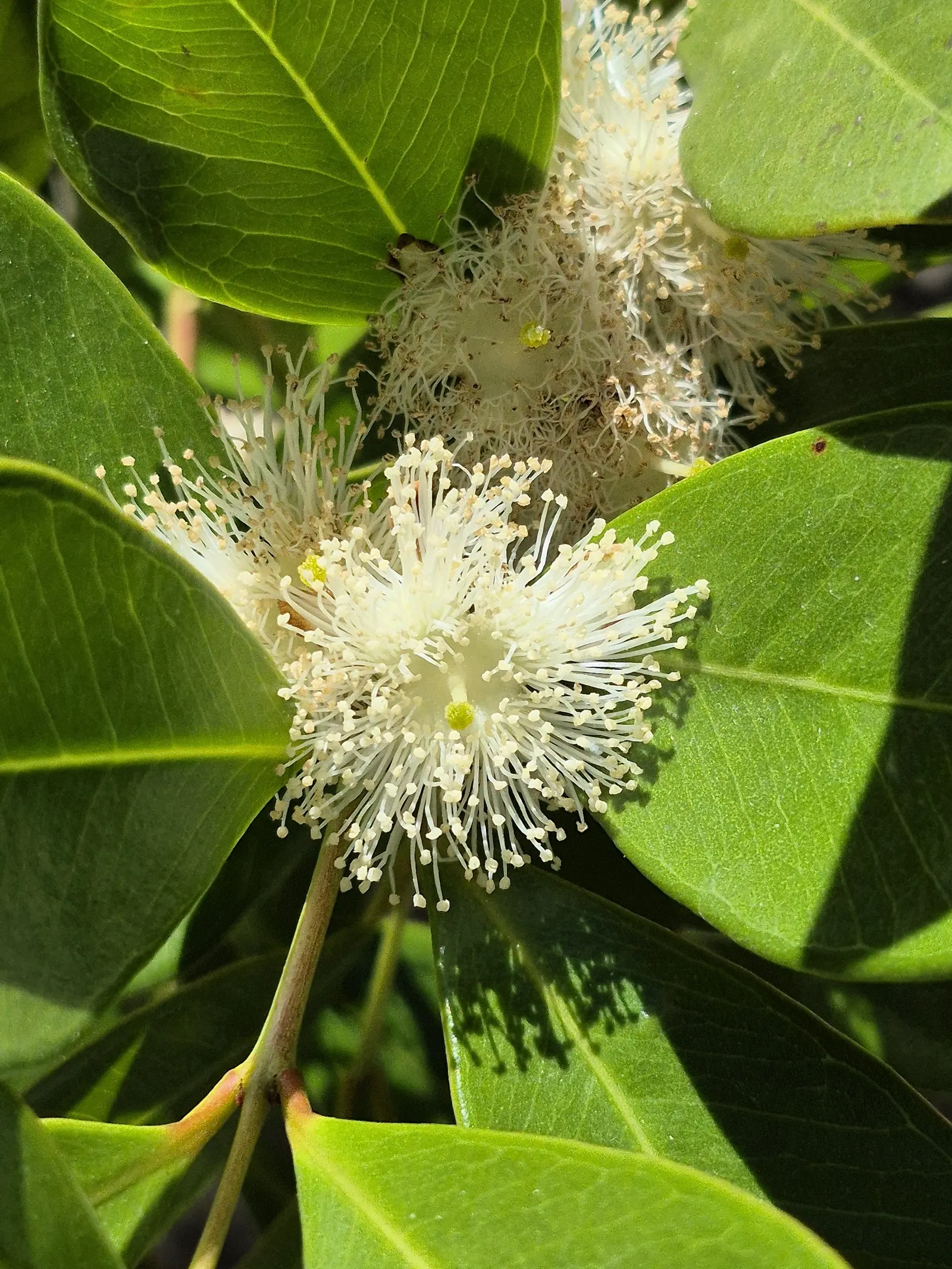 Strawberry Guava (Psidium Cattleianum) — red flowers in the garden; commonly reaching a height of 6 to 14 feet, image 79