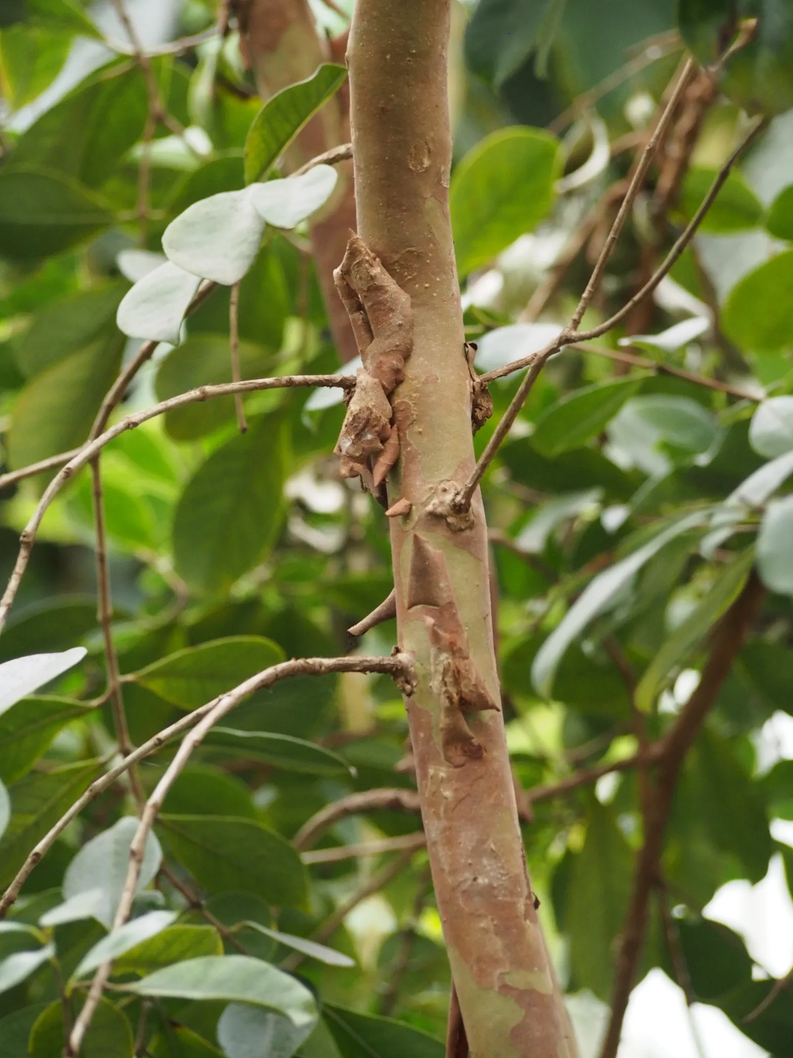 Strawberry Guava (Psidium Cattleianum) — scientifically known as Psidium cattleianum; strawberry Guava thrives in well-drained soil with regular, image 61
