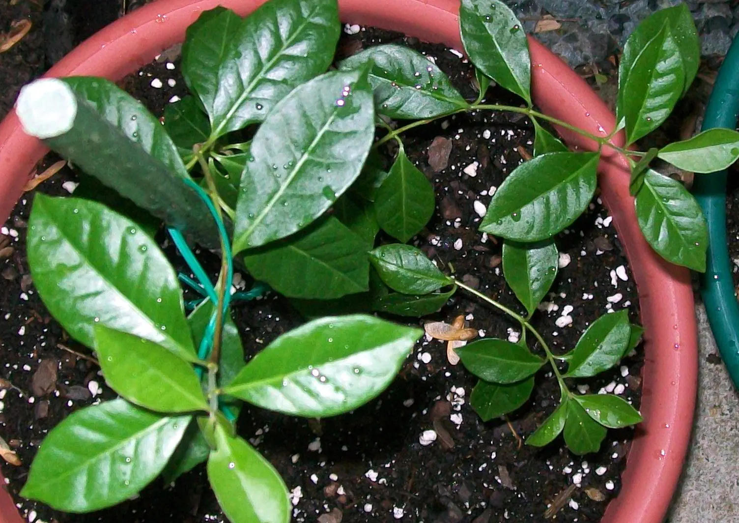 Strawberry Guava (Psidium Cattleianum) — Strawberry Guava thrives in well-drained soil with regular watering; so considerations should be made for, image 73