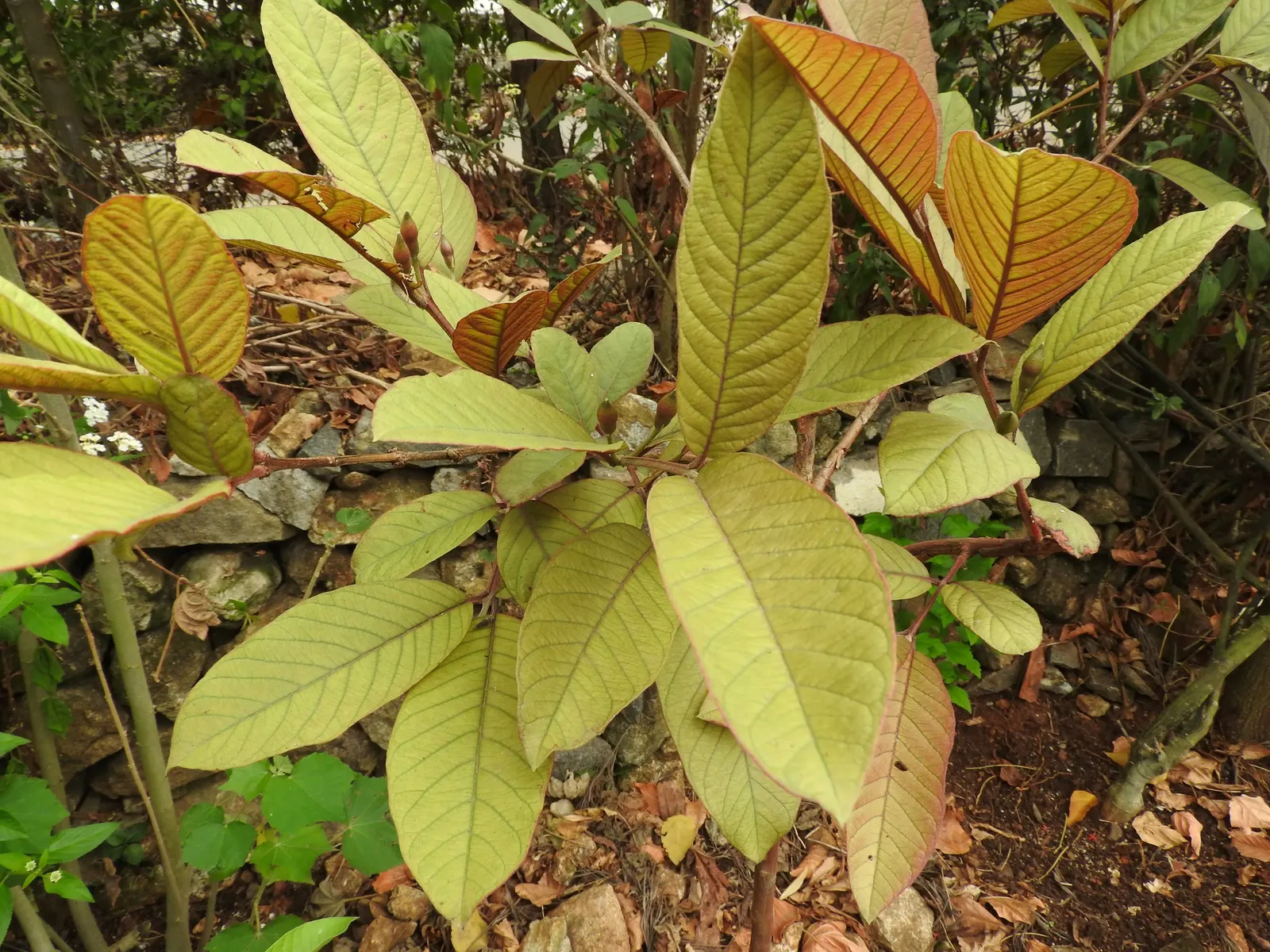 Strawberry Guava (Psidium Cattleianum) — is a tropical to subtropical evergreen shrub or small tree; shrub / tree with red blooms, image 89