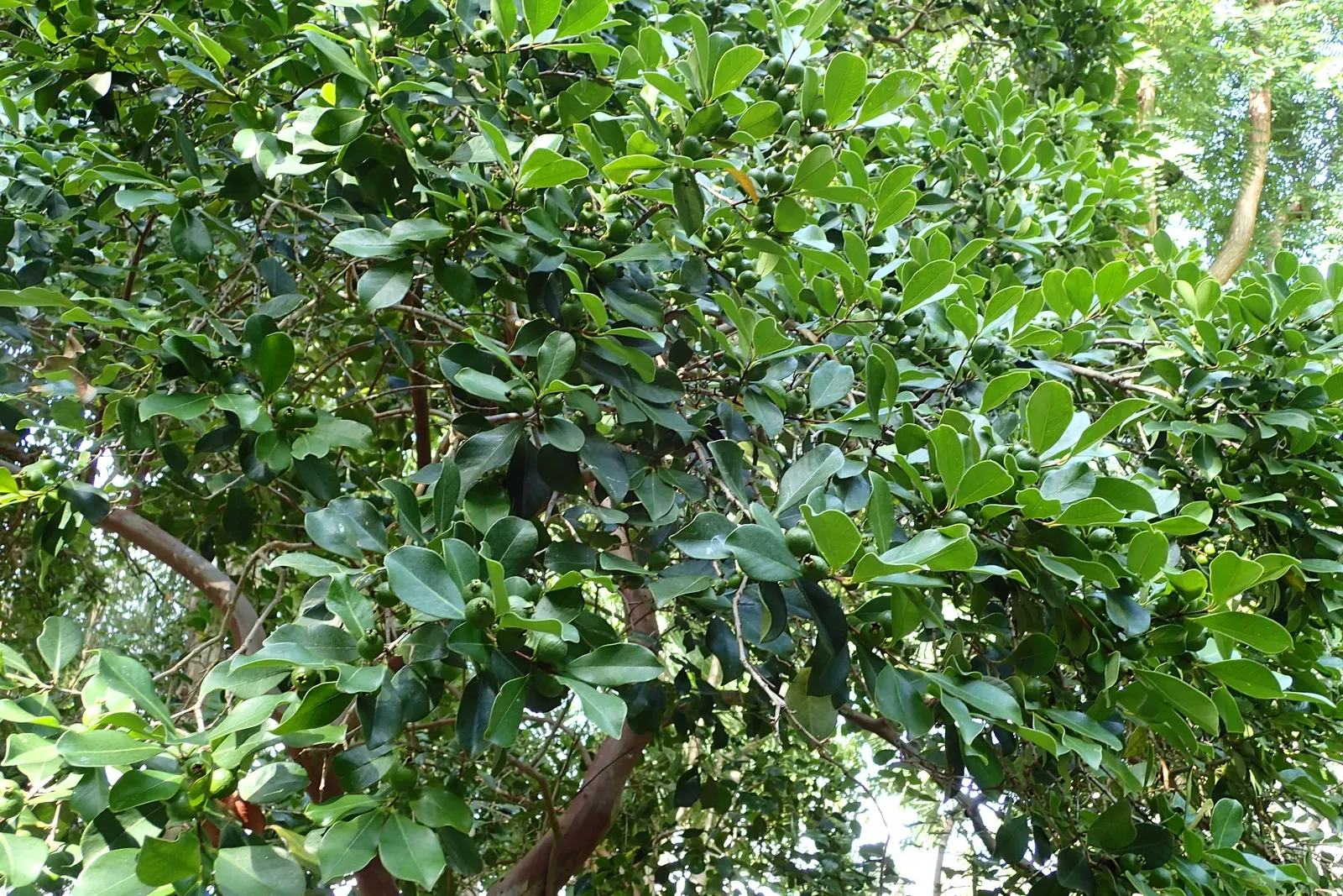 Strawberry Guava (Psidium Cattleianum) — Ideal for accent planting or hedges; offering privacy and a lush backdrop when used as a hedge or, image 60