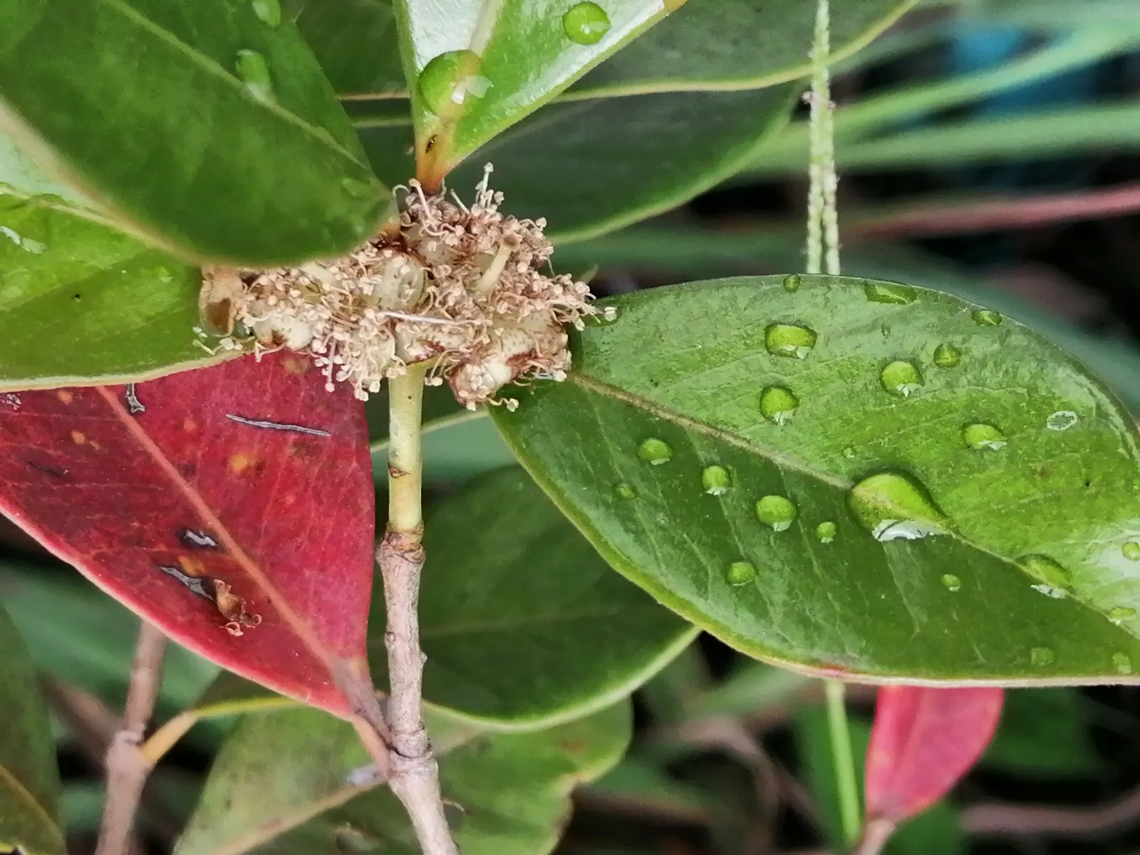 Strawberry Guava (Psidium Cattleianum) — Regular pruning maintains the desired shape and keeps the plant rejuvenated, image 50