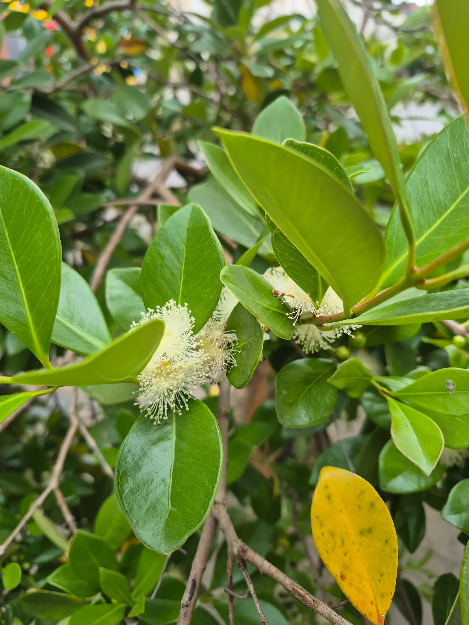 Strawberry Guava (Psidium Cattleianum) — The Strawberry Guava produces an abundance of delicate, white flowers each about 1 inch in diameter; it is, image 96