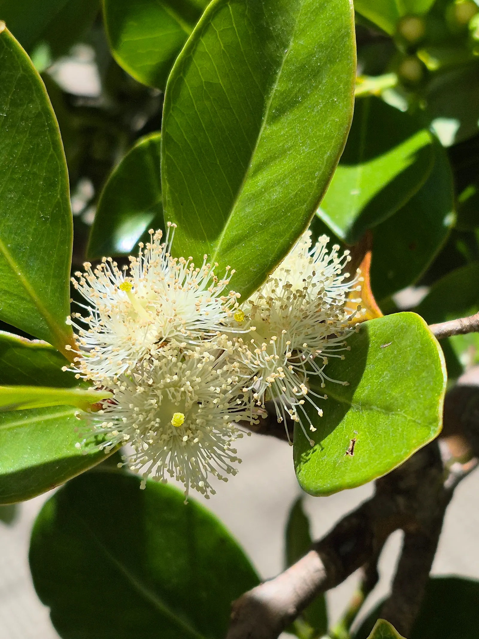 Strawberry Guava (Psidium Cattleianum) — Commonly reaching a height of 6 to 14 feet