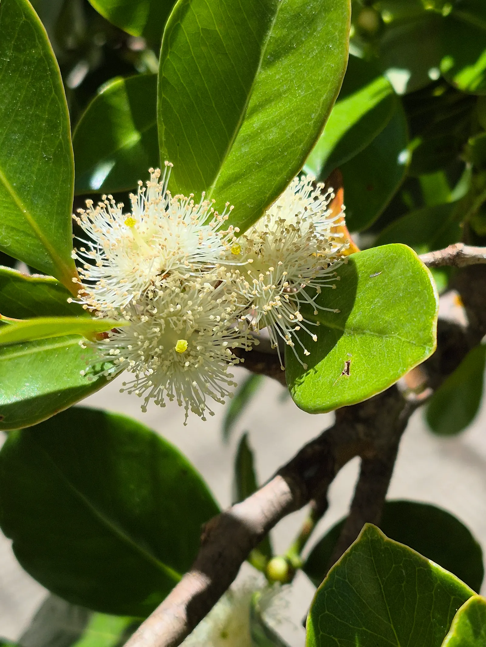 Strawberry Guava (Psidium Cattleianum) — scientifically known as Psidium cattleianum; strawberry Guava thrives in well-drained soil with regular watering