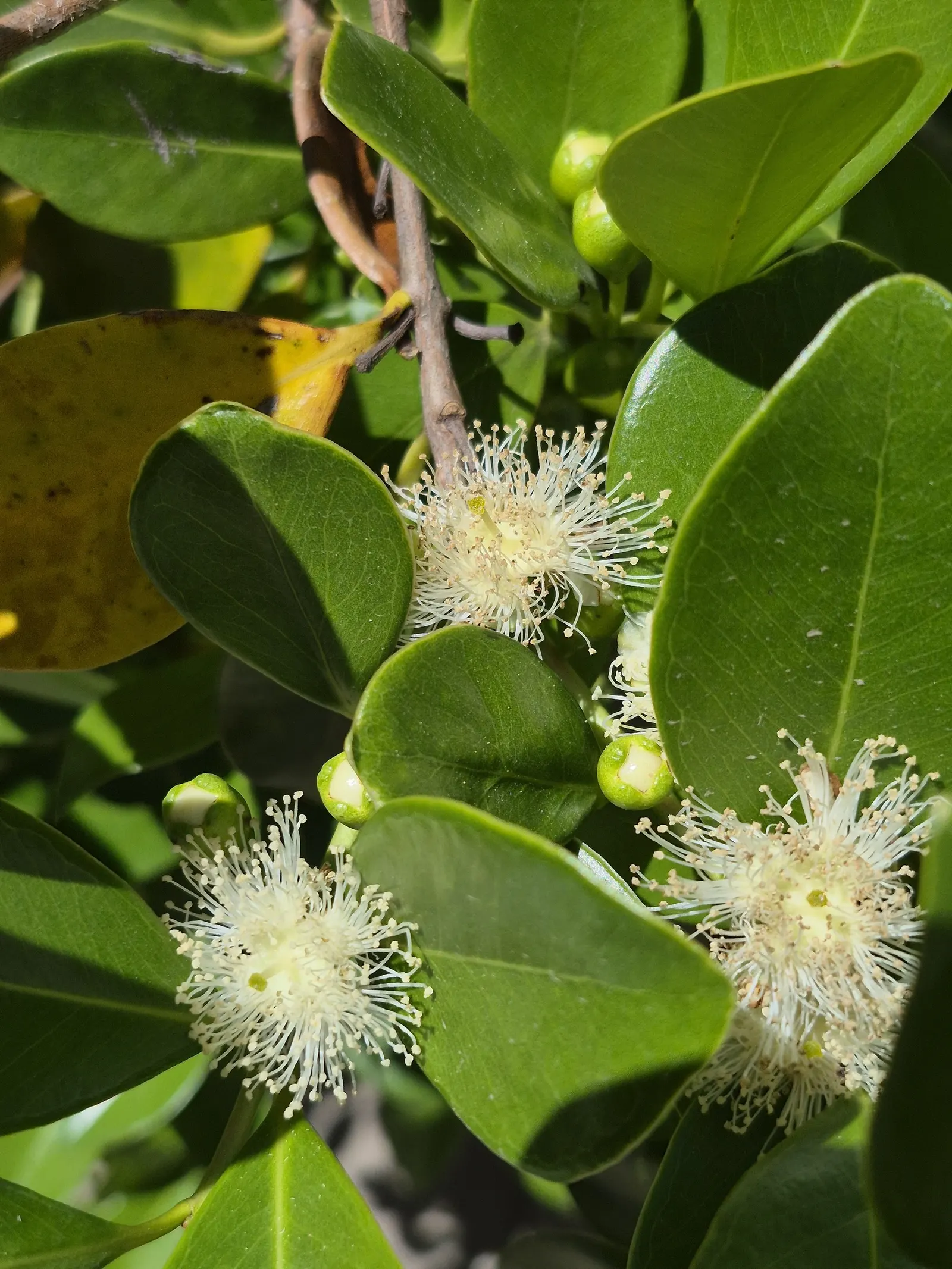 Strawberry Guava (Psidium Cattleianum) — is a tropical to subtropical evergreen shrub or small tree