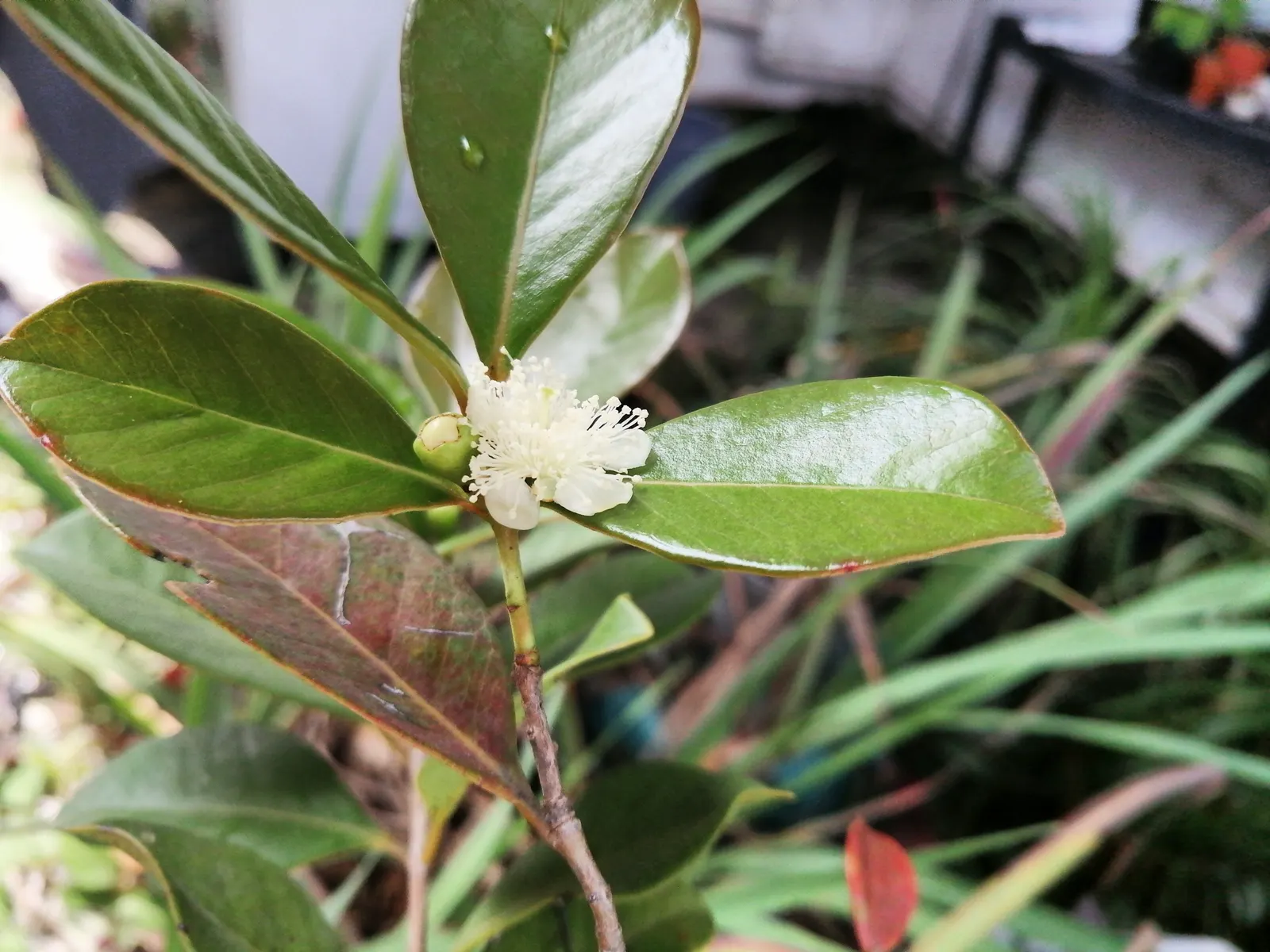 Strawberry Guava (Psidium Cattleianum) — red-purple skin that encases a sweet; is a tropical to subtropical evergreen shrub or small tree