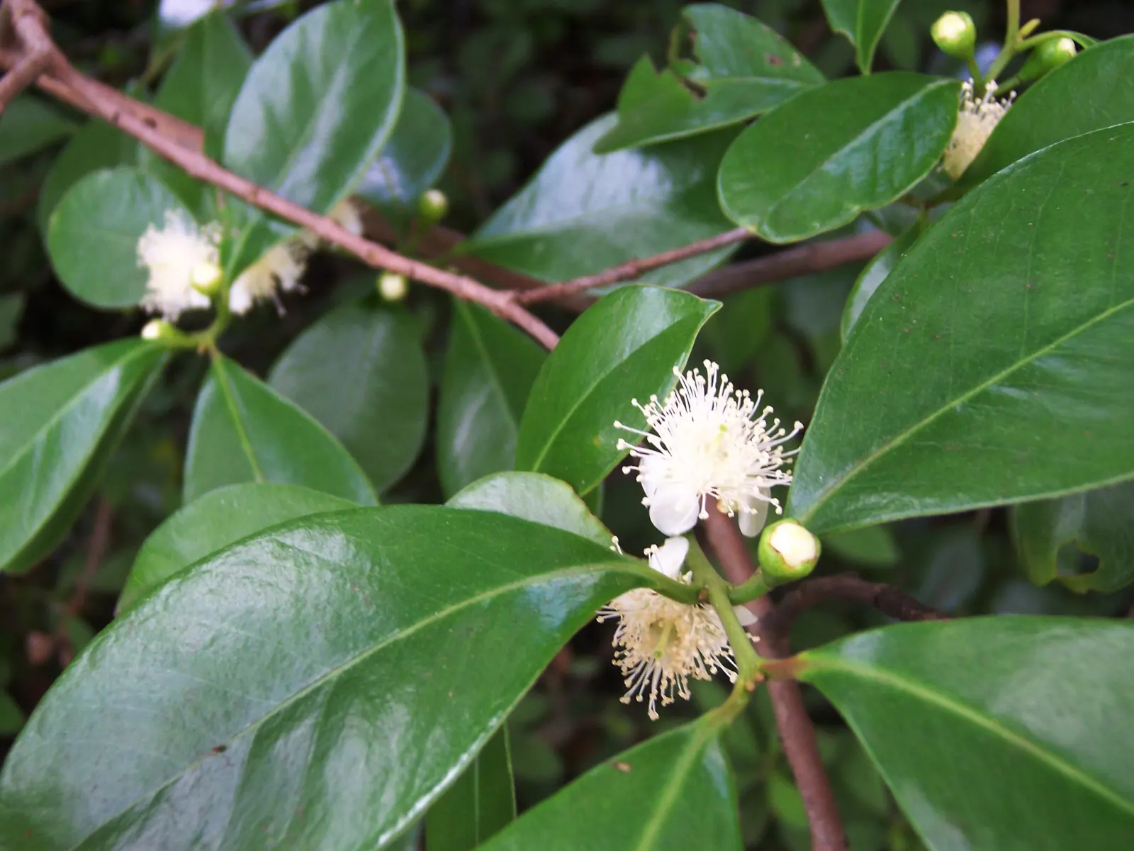 Strawberry Guava (Psidium Cattleianum) — so considerations should be made for protection or relocation in regions experiencing colder temperatures