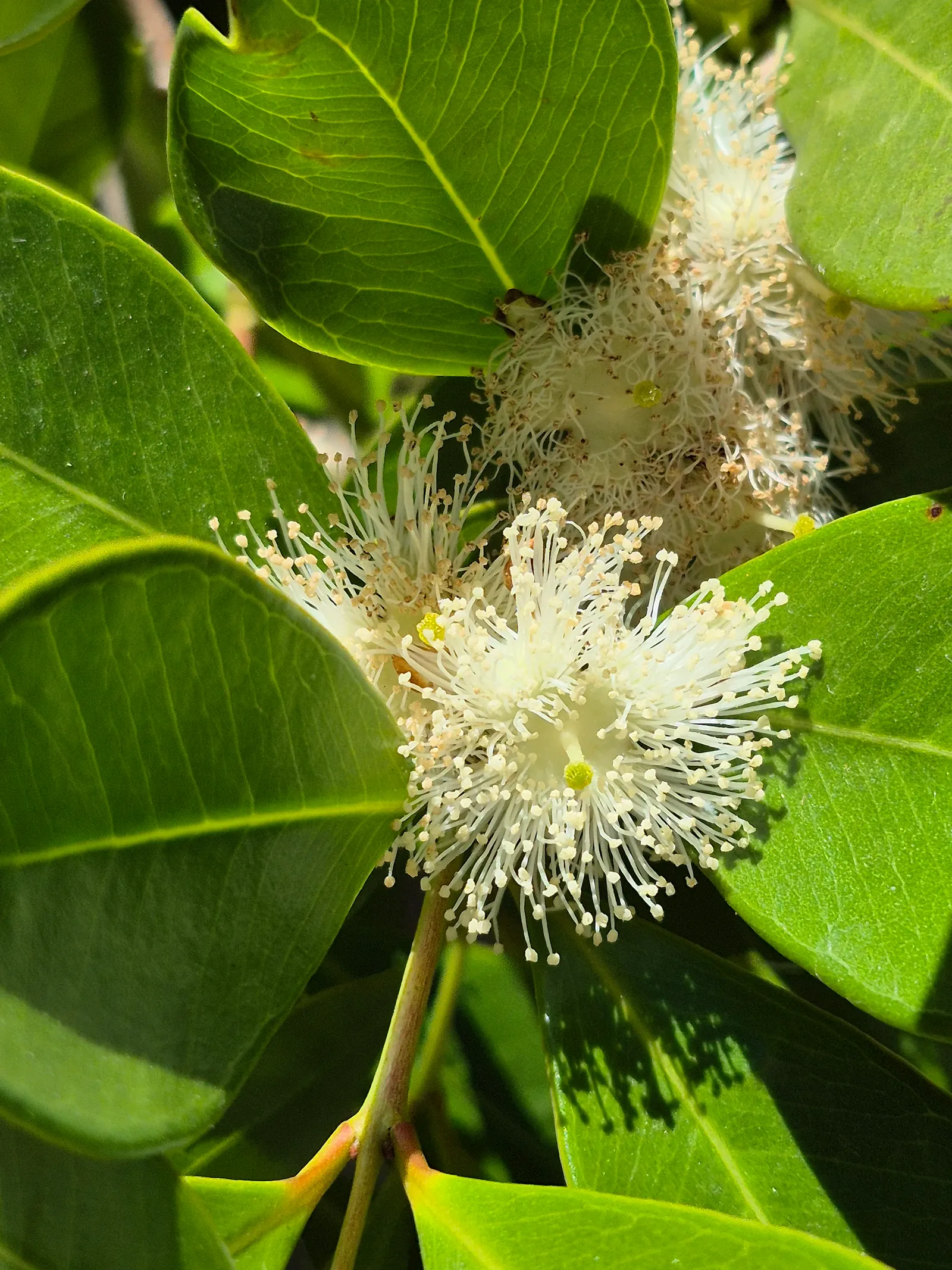 Strawberry Guava (Psidium Cattleianum) — Strawberry Guava (Psidium cattleianum) is an evergreen shrub/small tree, reaching 6-20ft high; prefers well-drained