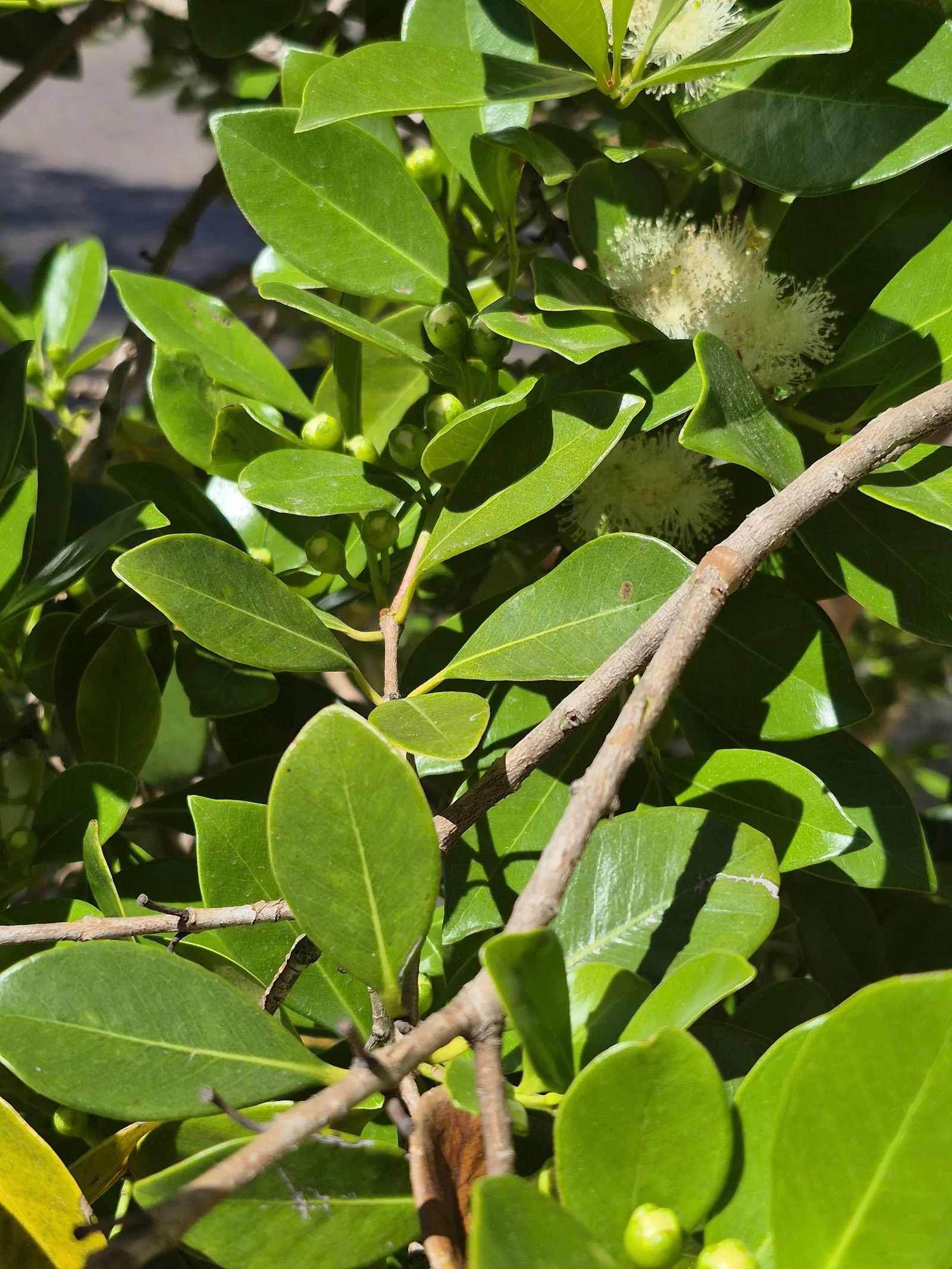 Strawberry Guava (Psidium Cattleianum) — although it is drought-tolerant once established; it features glossy, oval leaves and fragrant white, image 74