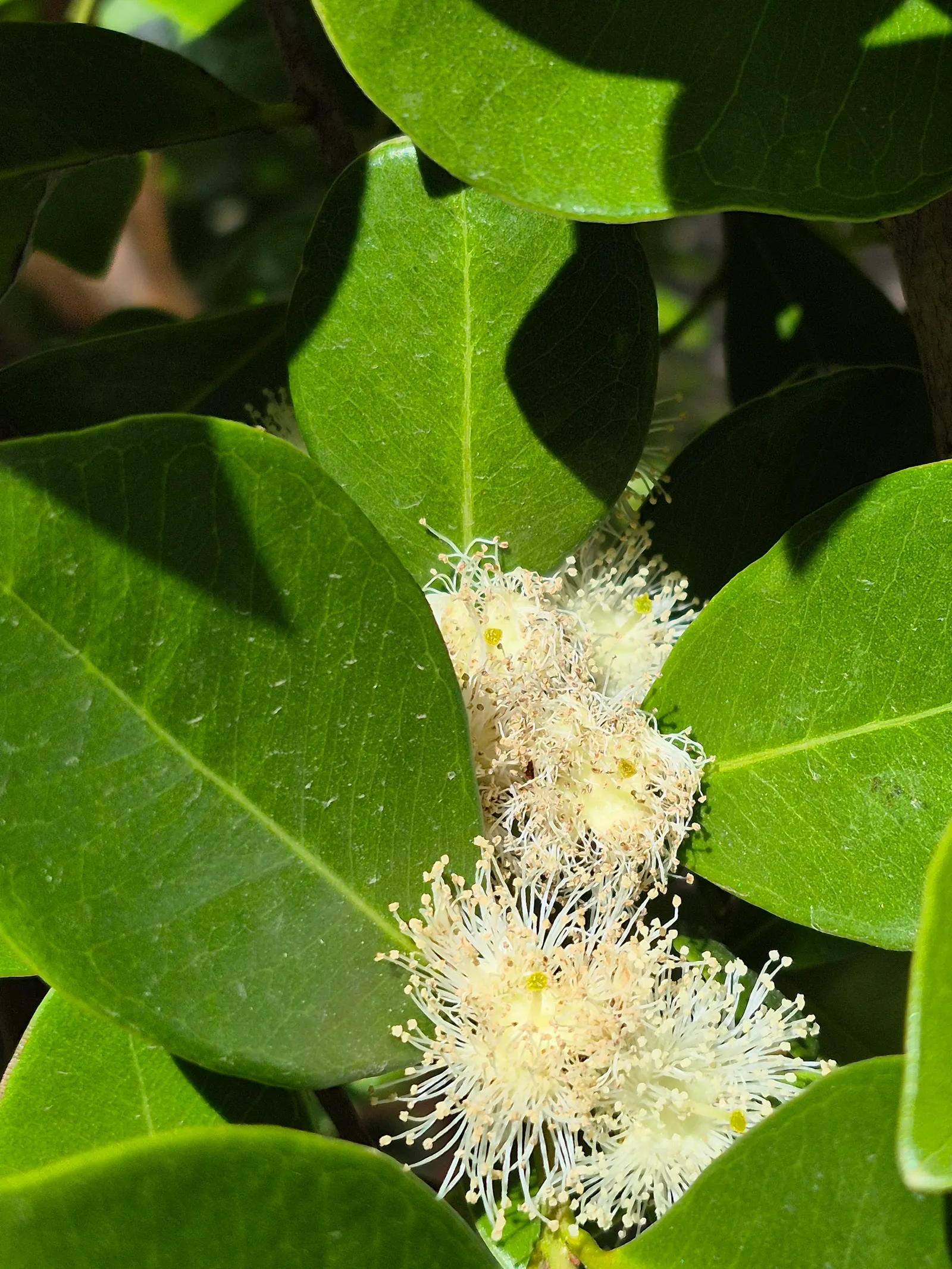 Strawberry Guava (Psidium Cattleianum) — typically measuring 2 to 4 inches in length, image 95