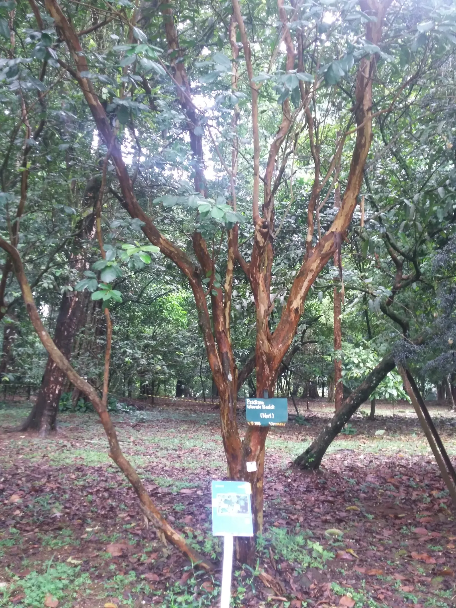 Strawberry Guava (Psidium Cattleianum) — typically measuring 2 to 4 inches in length, image 68