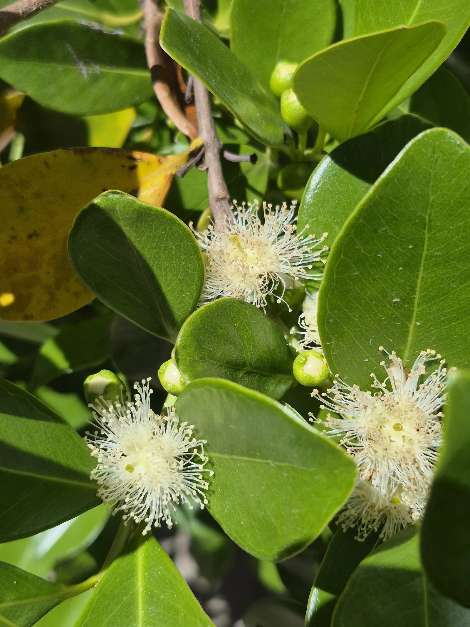 Strawberry Guava (Psidium Cattleianum) — typically measuring 2 to 4 inches in length, image 41