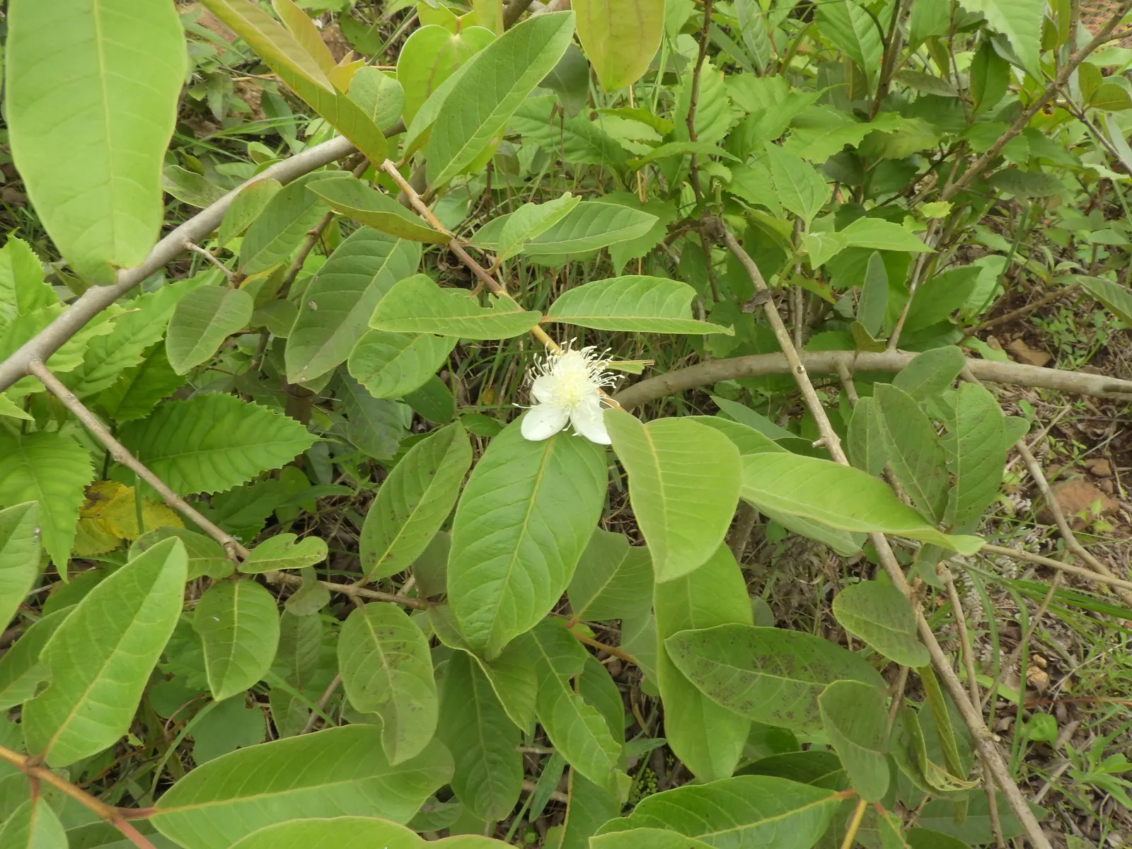 Strawberry Guava (Psidium Cattleianum) — Regular pruning maintains the desired shape and keeps the plant rejuvenated, image 77
