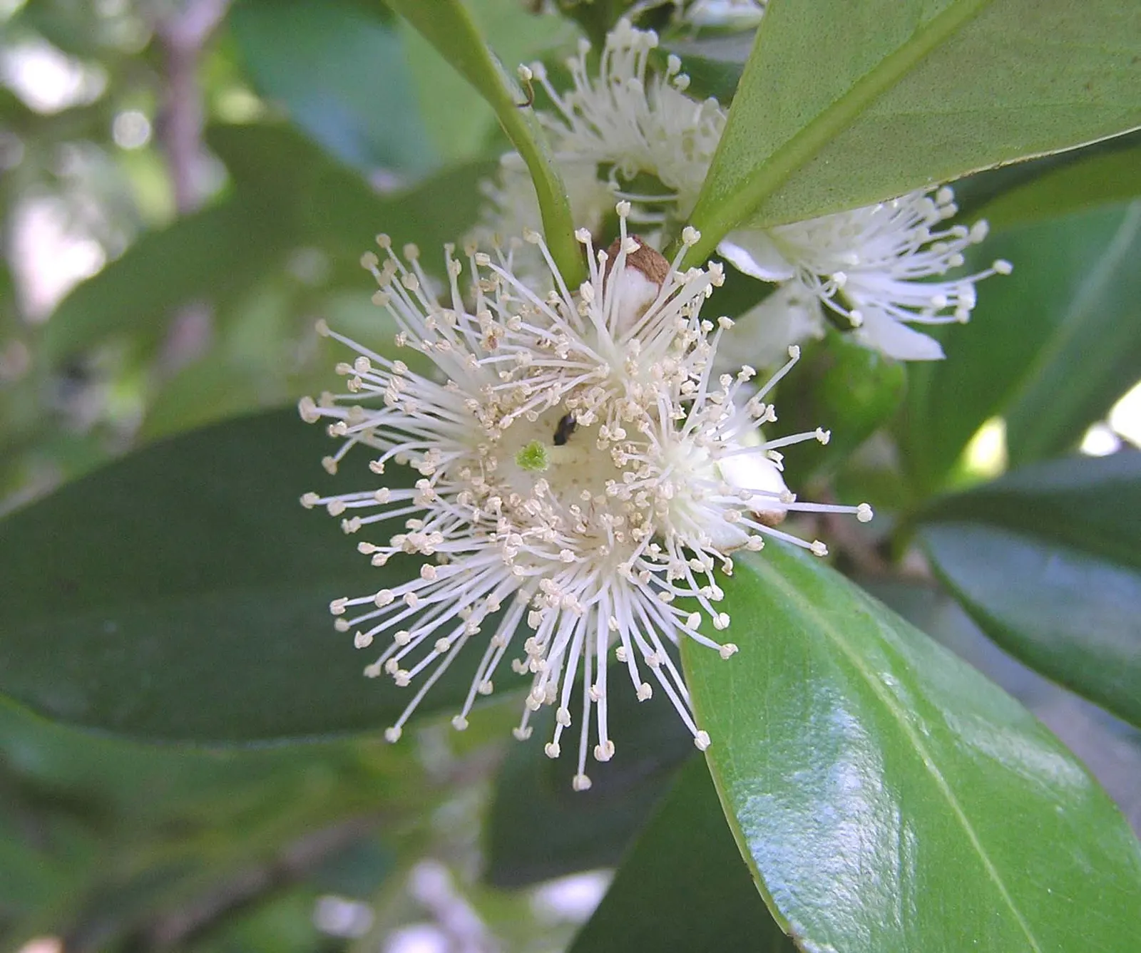 Strawberry Guava (Psidium Cattleianum) — focusing on a balance between fruit production and aesthetic form; this drought-tolerant plant bears edible red