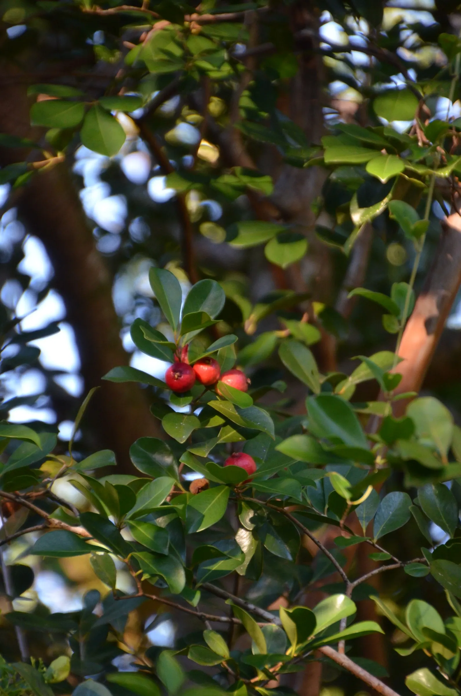 Strawberry Guava (Psidium Cattleianum) — this versatile plant makes an excellent addition to a garden for its dense; although it is, image 65